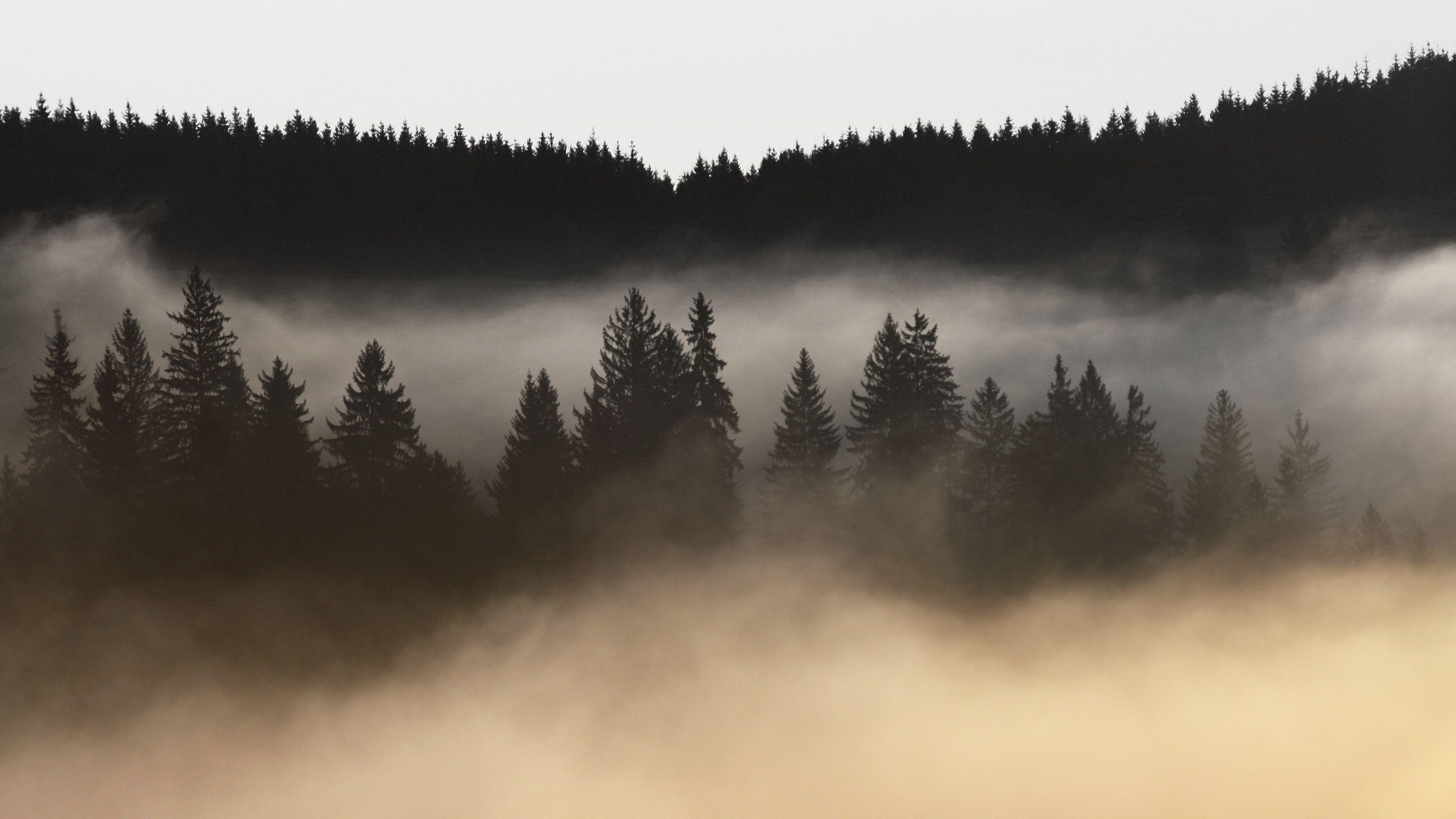 3840x2160 3840x2160 #light, #PNG image, #woods, #fog, #nature, #romanium, #brasov, #mountain, #evergreen, #landscape, #morning, #tree, #cloudy, #forest, #holbav, #wood, #cloud. Mocah.org HD Desktop Wallpaper