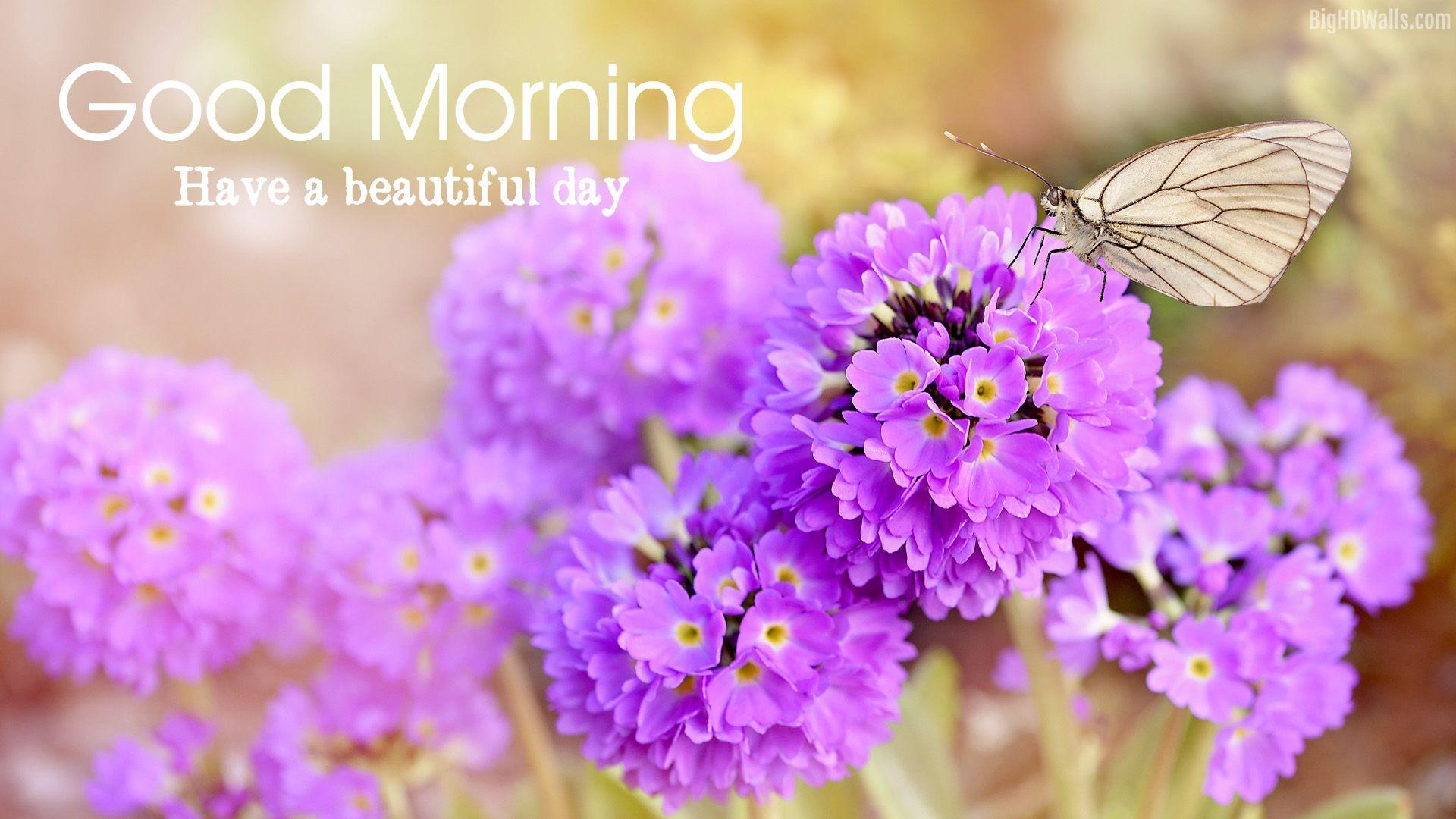1920x1080 Beautiful Good Morning Flowers HD Wallpaper For Download Morning Flowers Hd, Download Wallpaper