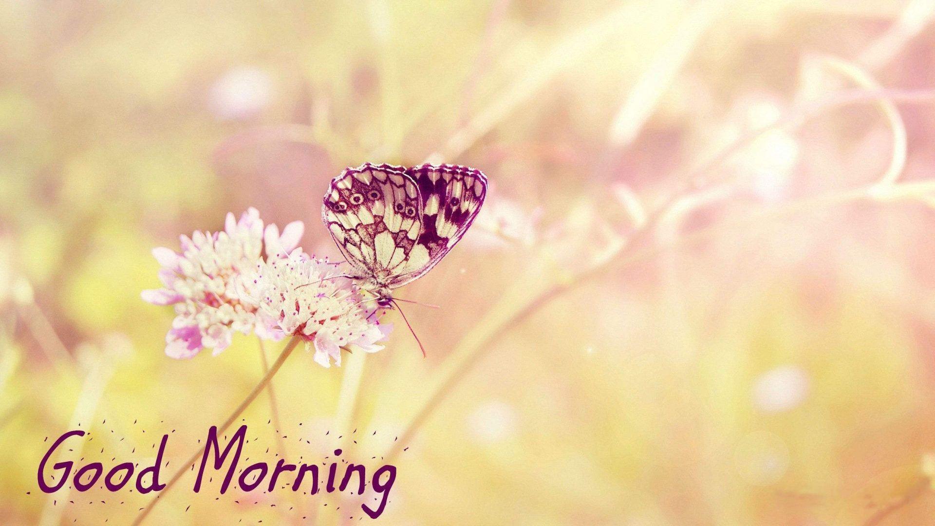 1920x1080 Chào buổi sáng Hình nền đẹp HD [1920 × 1080)
: hình nền