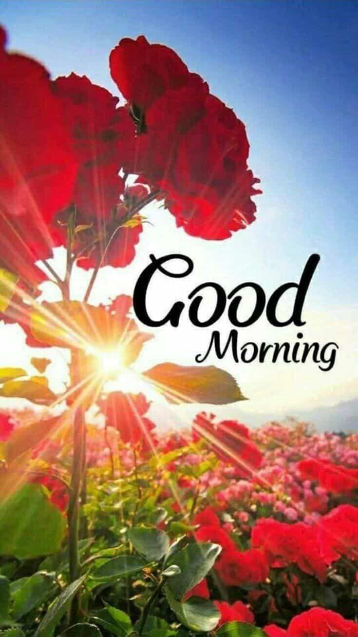 735x1307 GOOD MORNING LOVE STATUS AND WALLPAPERS. Morning quotes for friends, Good morning image flowers, Good morning beautiful image