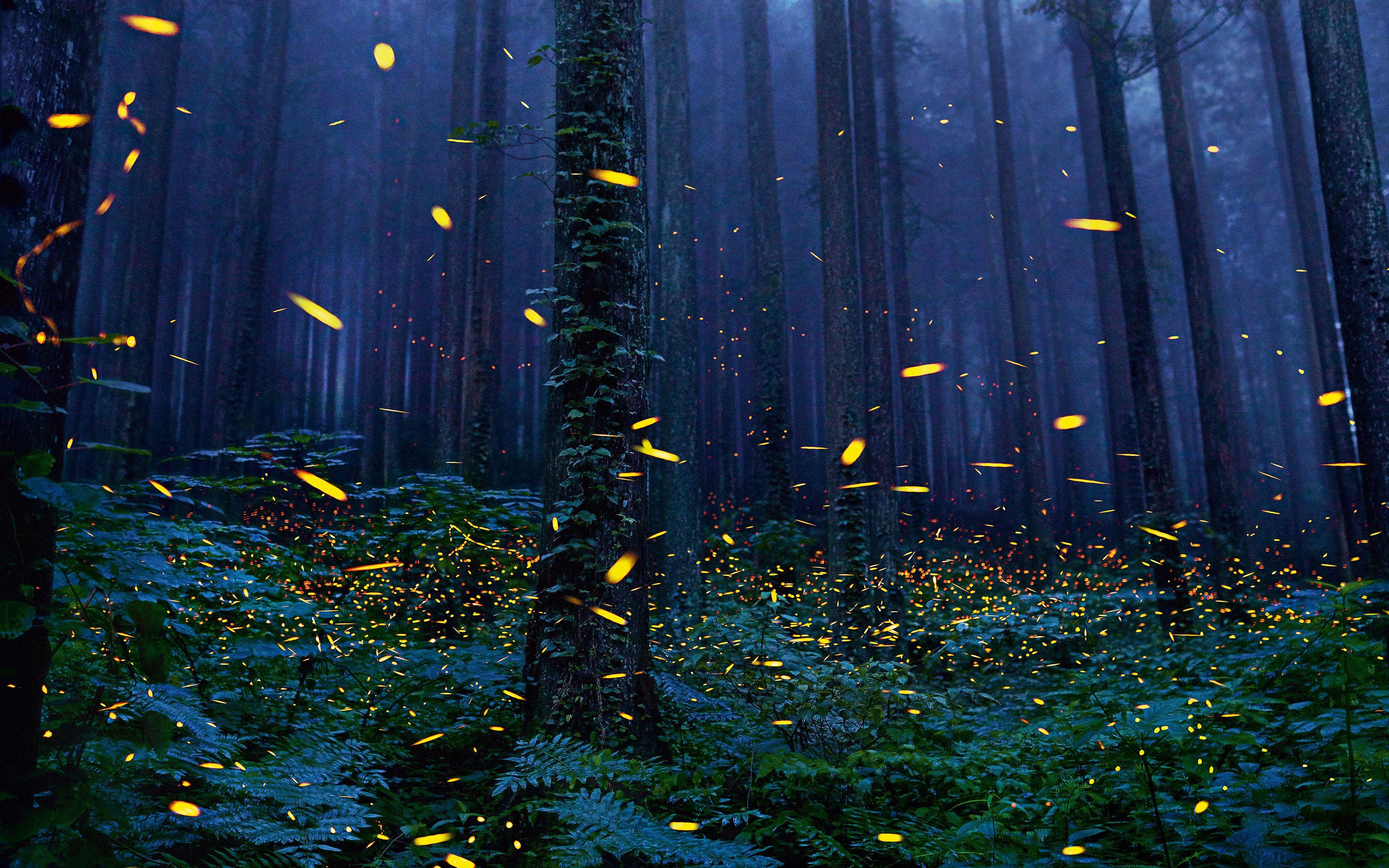 Firefly Forest Wallpapers - Top Free Firefly Forest Backgrounds ...
