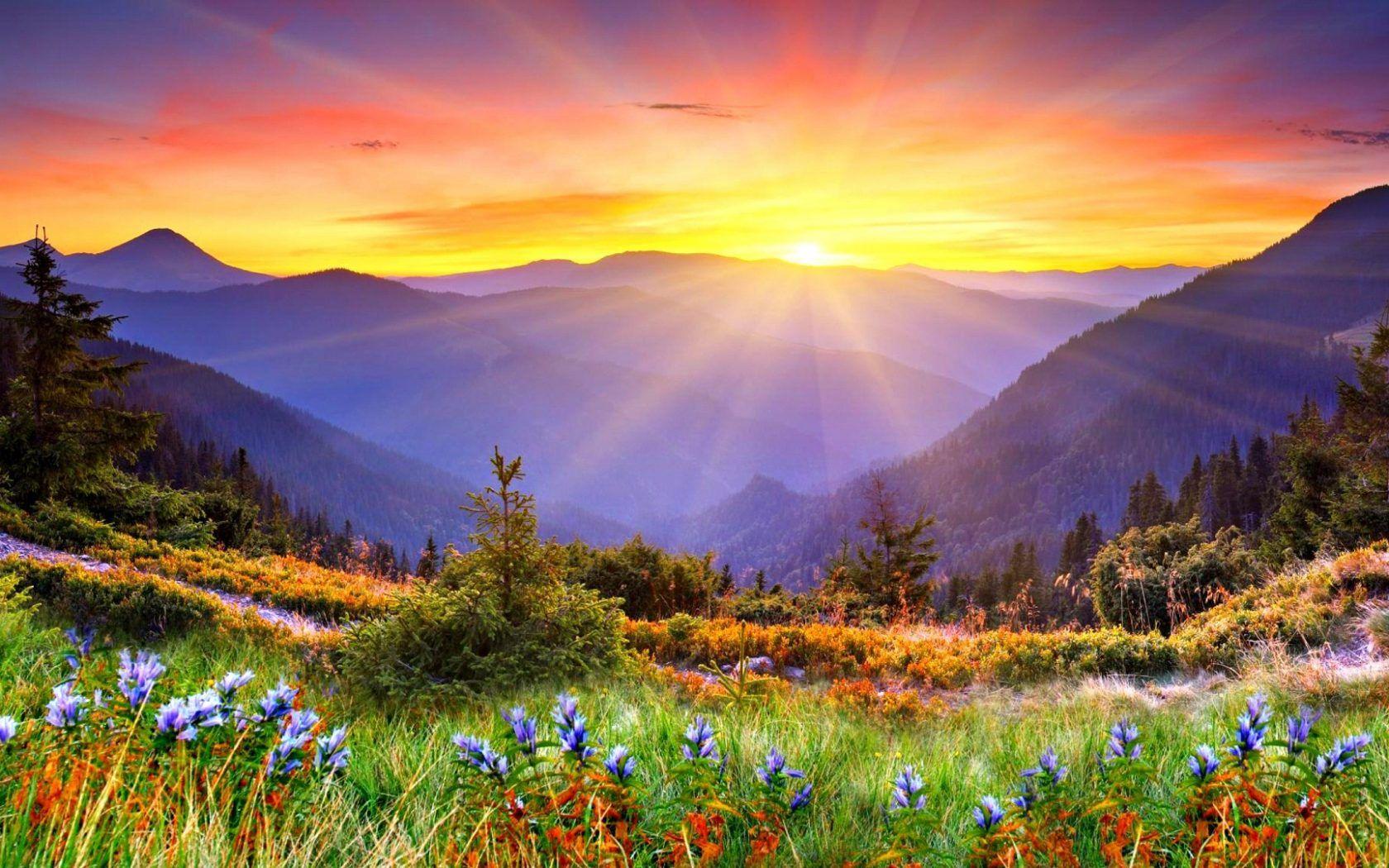 1680x1050 Natural Beautiful Flowers And Sunshine Good Morning Image