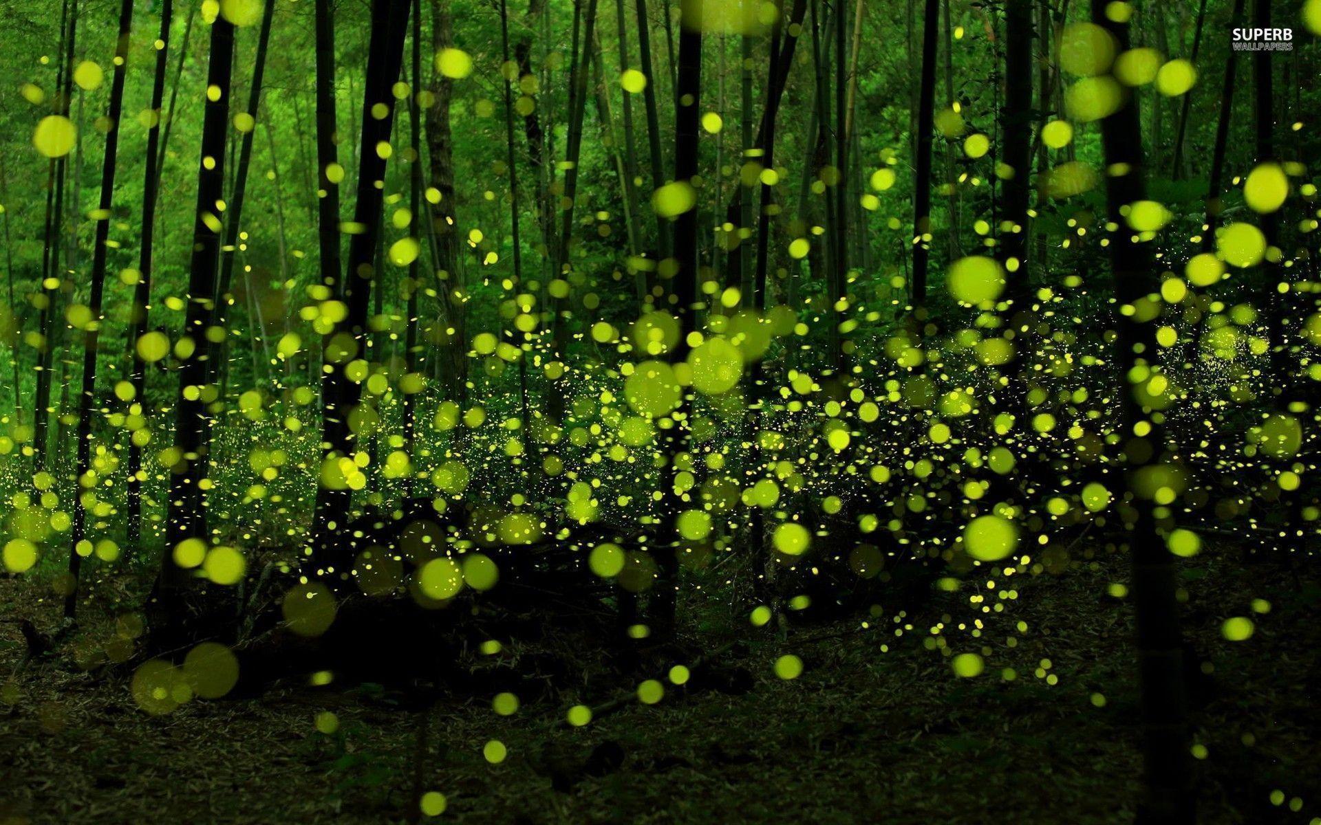 1920x1200 Fireflies