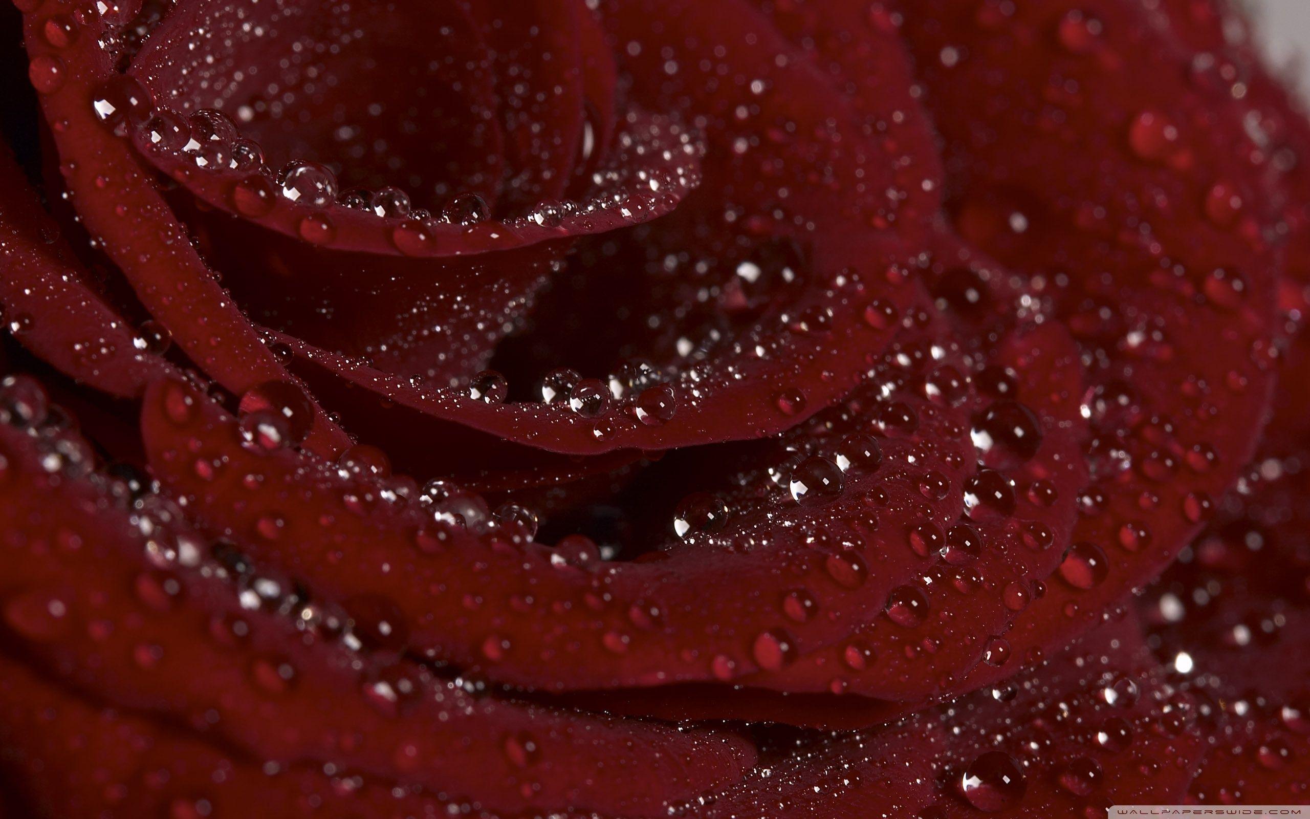 Burgundy Roses Wallpapers Top Free Burgundy Roses Backgrounds