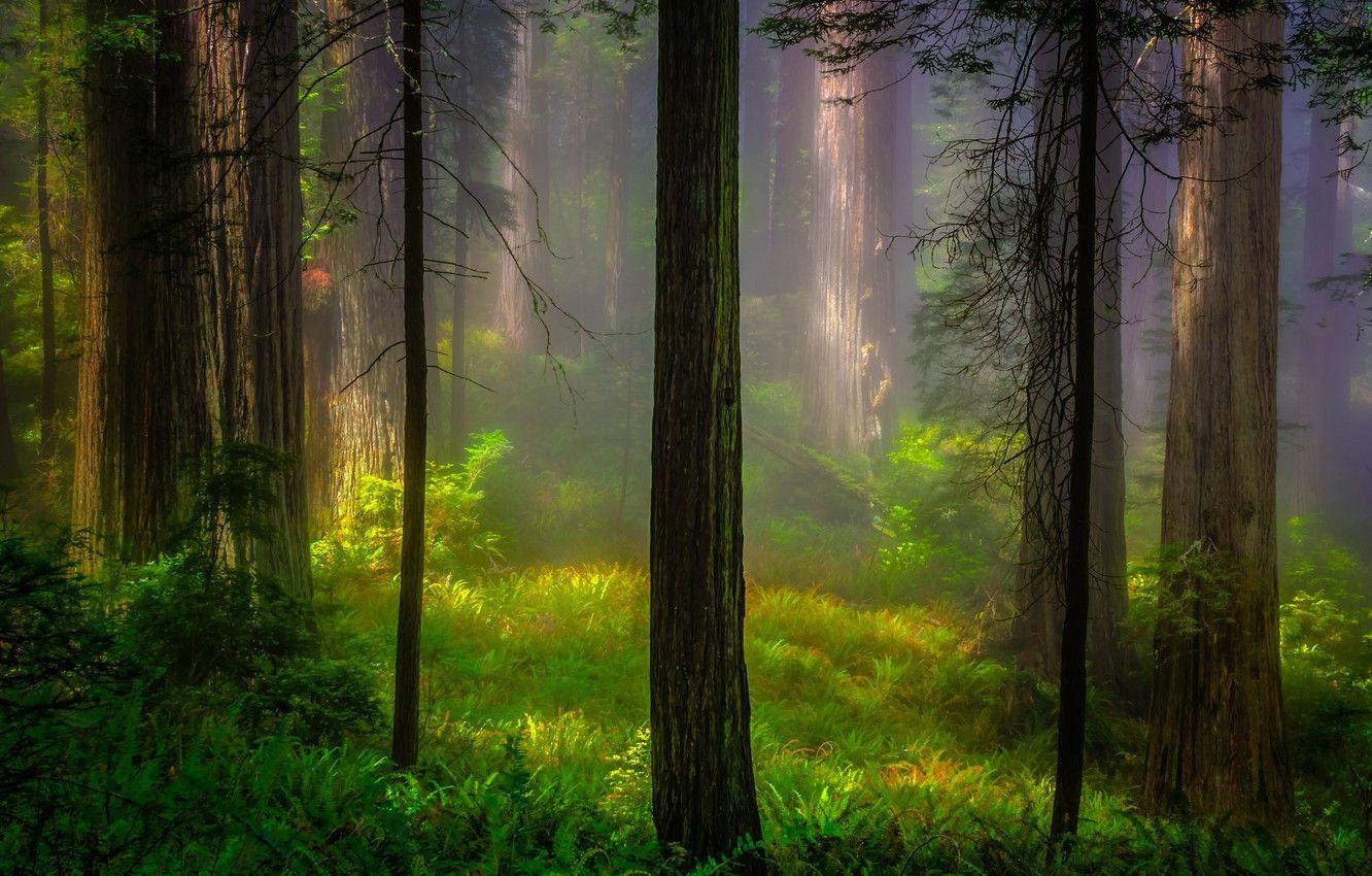 1332x850 Wallpaper forest, light, trees, nature, morning, CA, USA, Redwood, Redwood national Park image for desktop, section природа