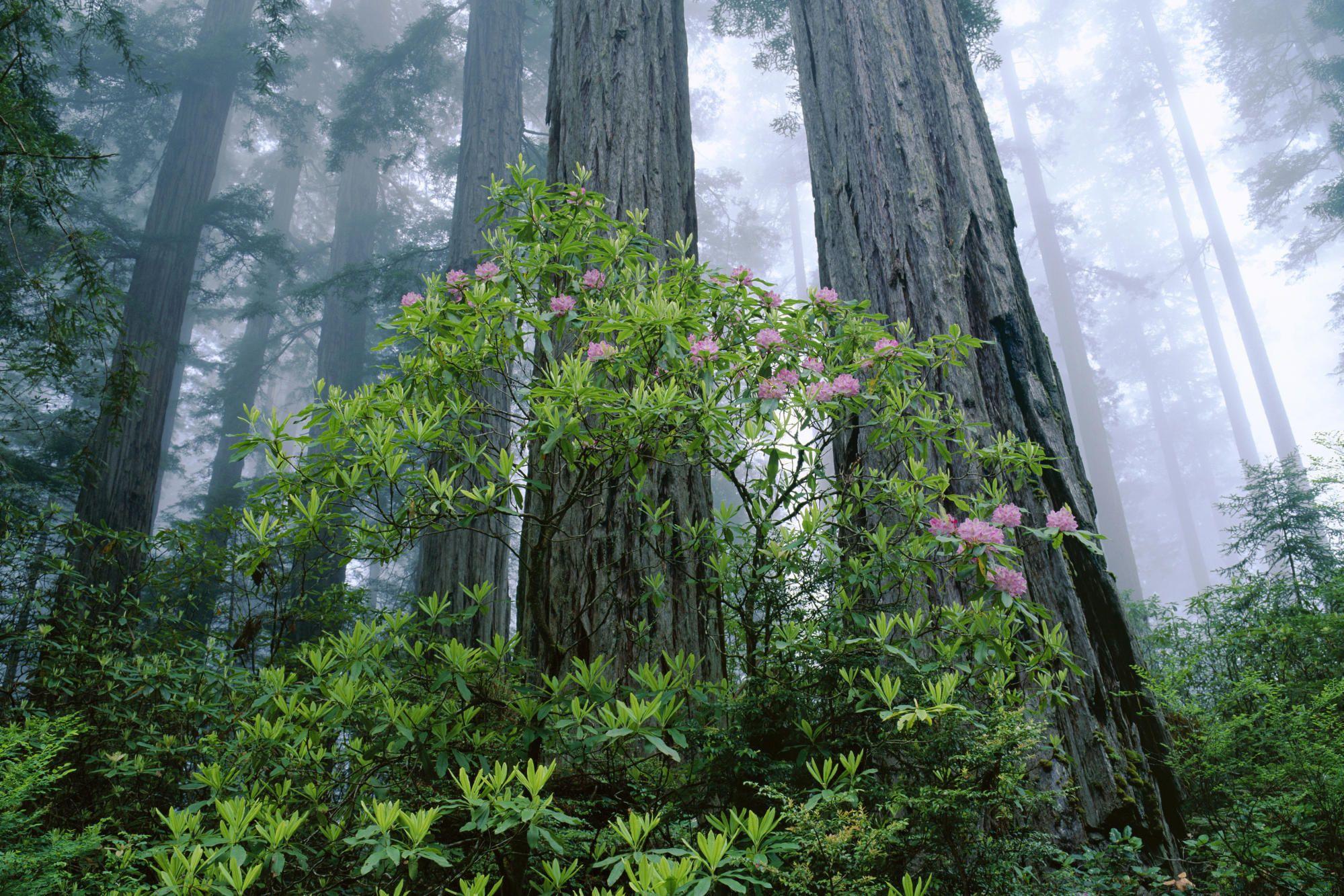 1999x1333 Wallpaper forest, bush, Redwood National Park, Redwood, California, USA desktop wallpaper Nature