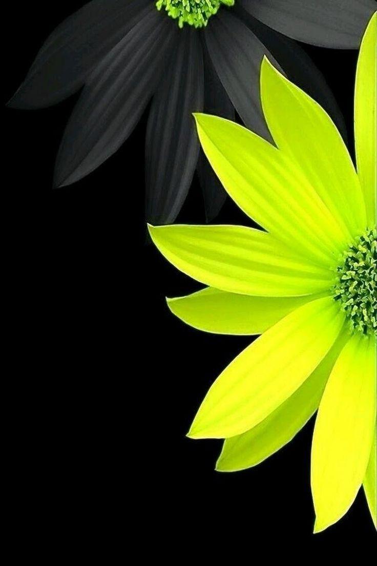 736x1105 Beautiful Flowers for Phone