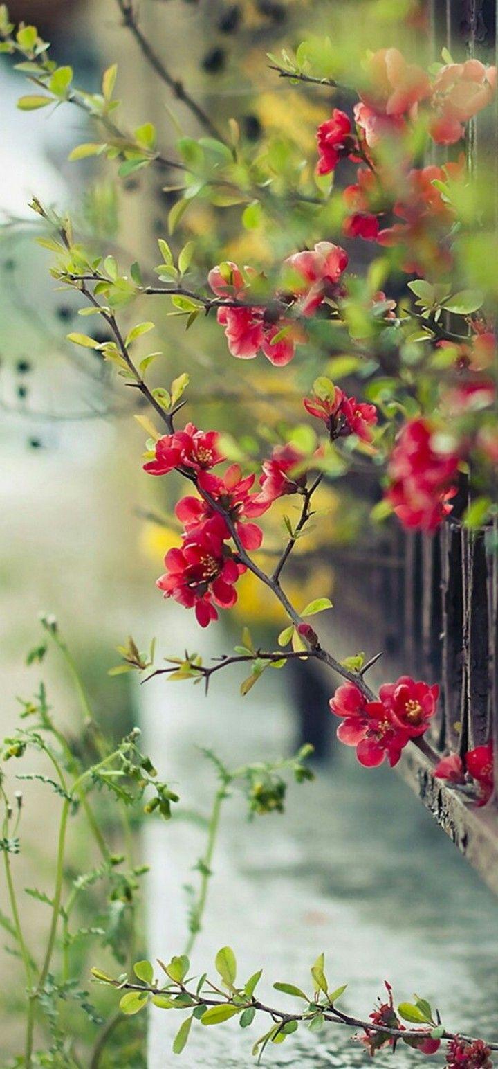 720x1544 Red Flowers Wallpaper - [720x1544]