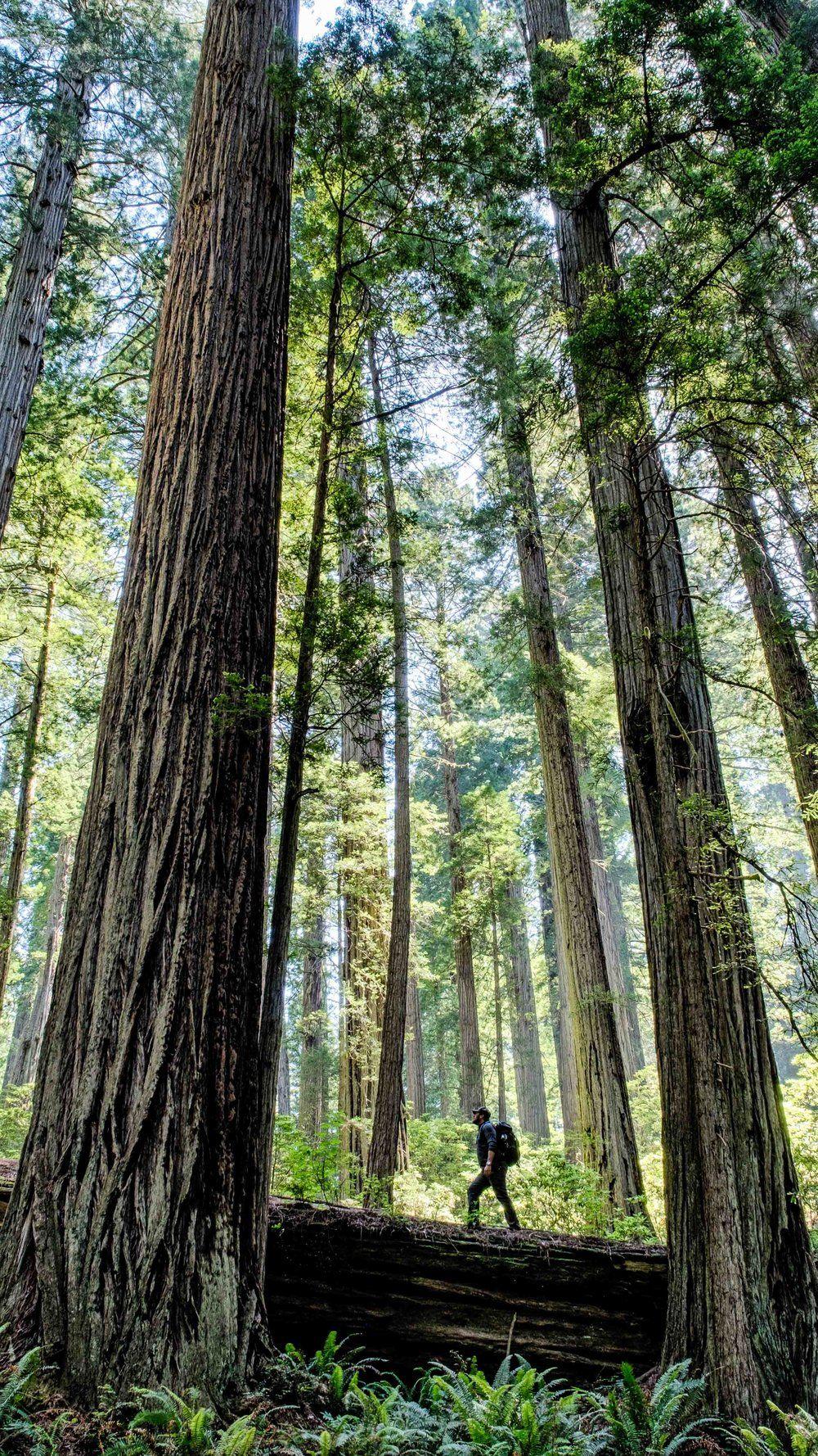 1000x1778 Redwood National Park Mobile Phone Wallpaper