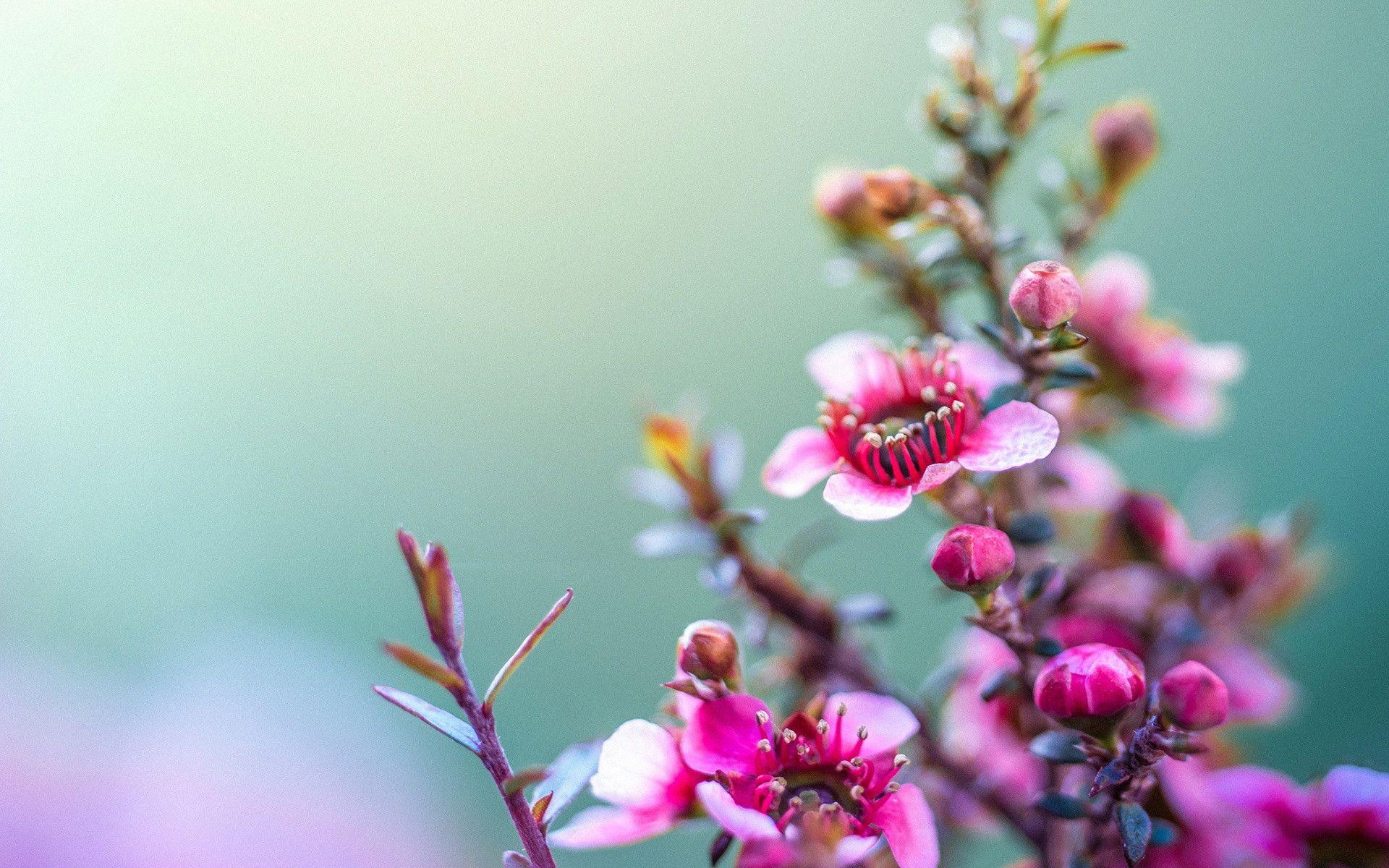 HD Flowers Wallpapers - Top Free HD Flowers Backgrounds - WallpaperAccess