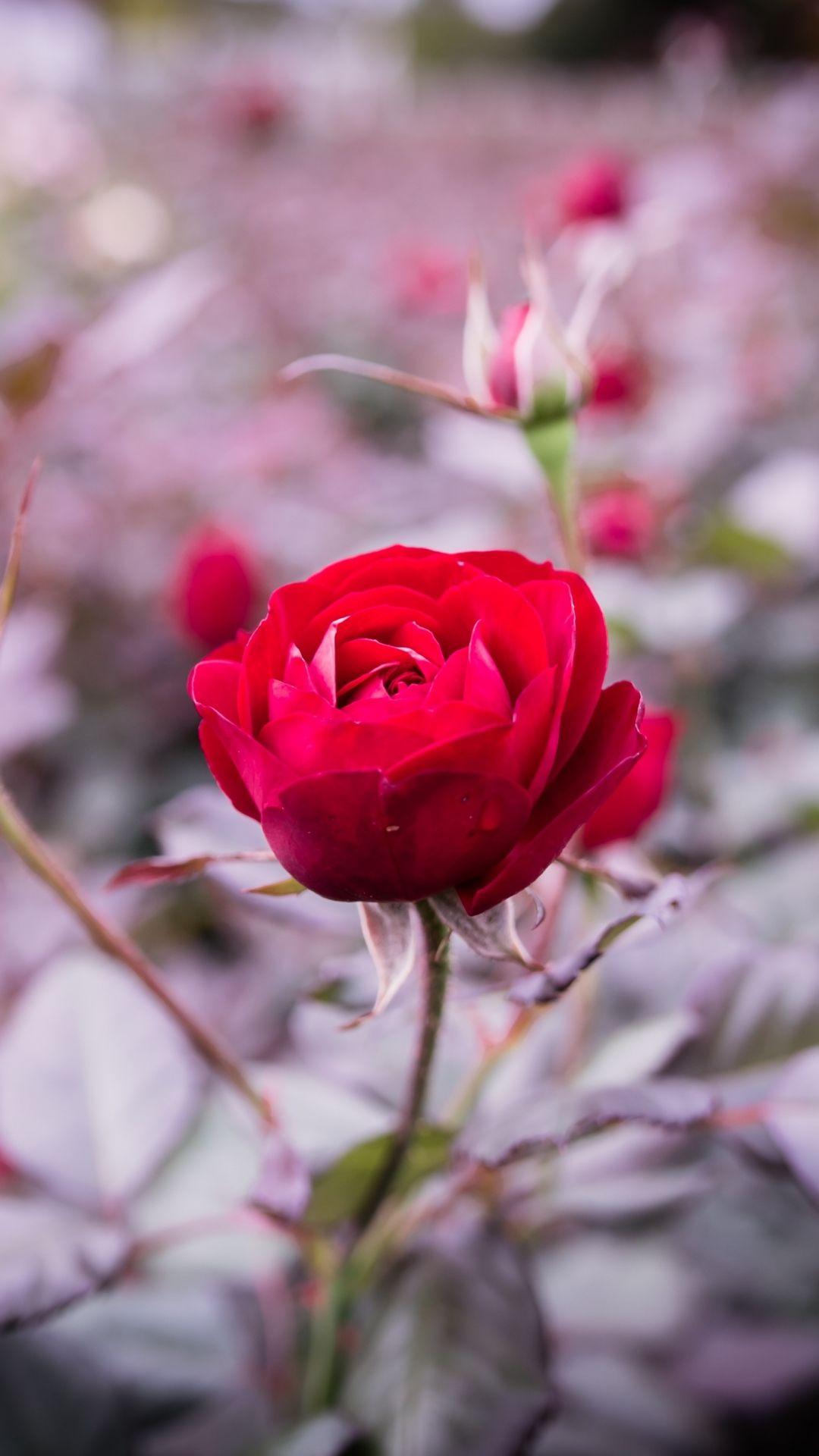 1080x1920 Flower Wallpaper s11 Usewallpaper Note 81 1080X1920 3300000001