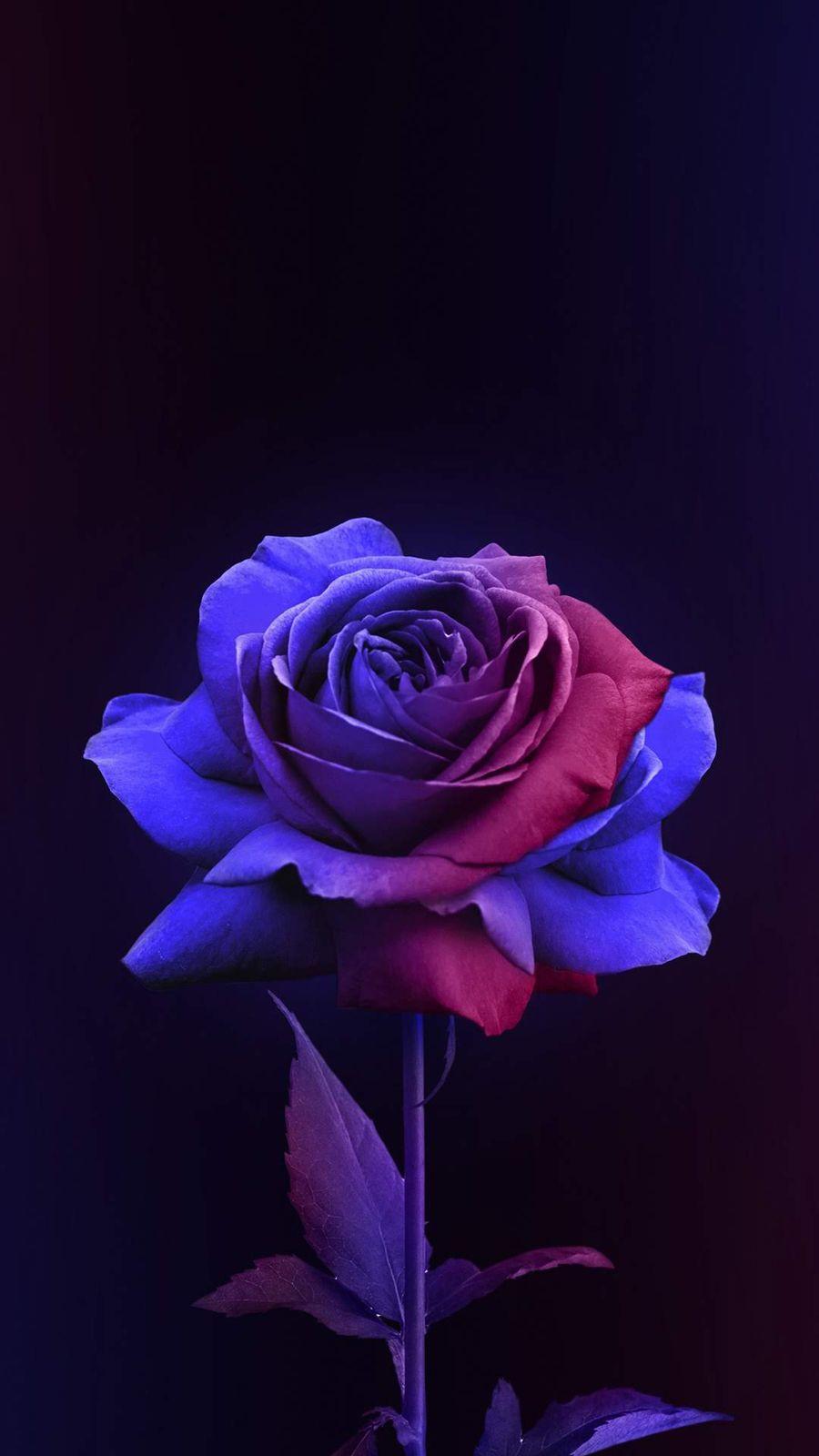 Free Flower Wallpapers Top Free Free Flower Backgrounds WallpaperAccess