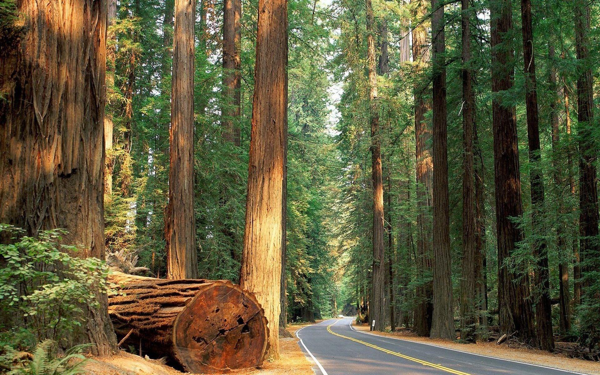 Redwood National Park Wallpapers - Top Free Redwood National Park
