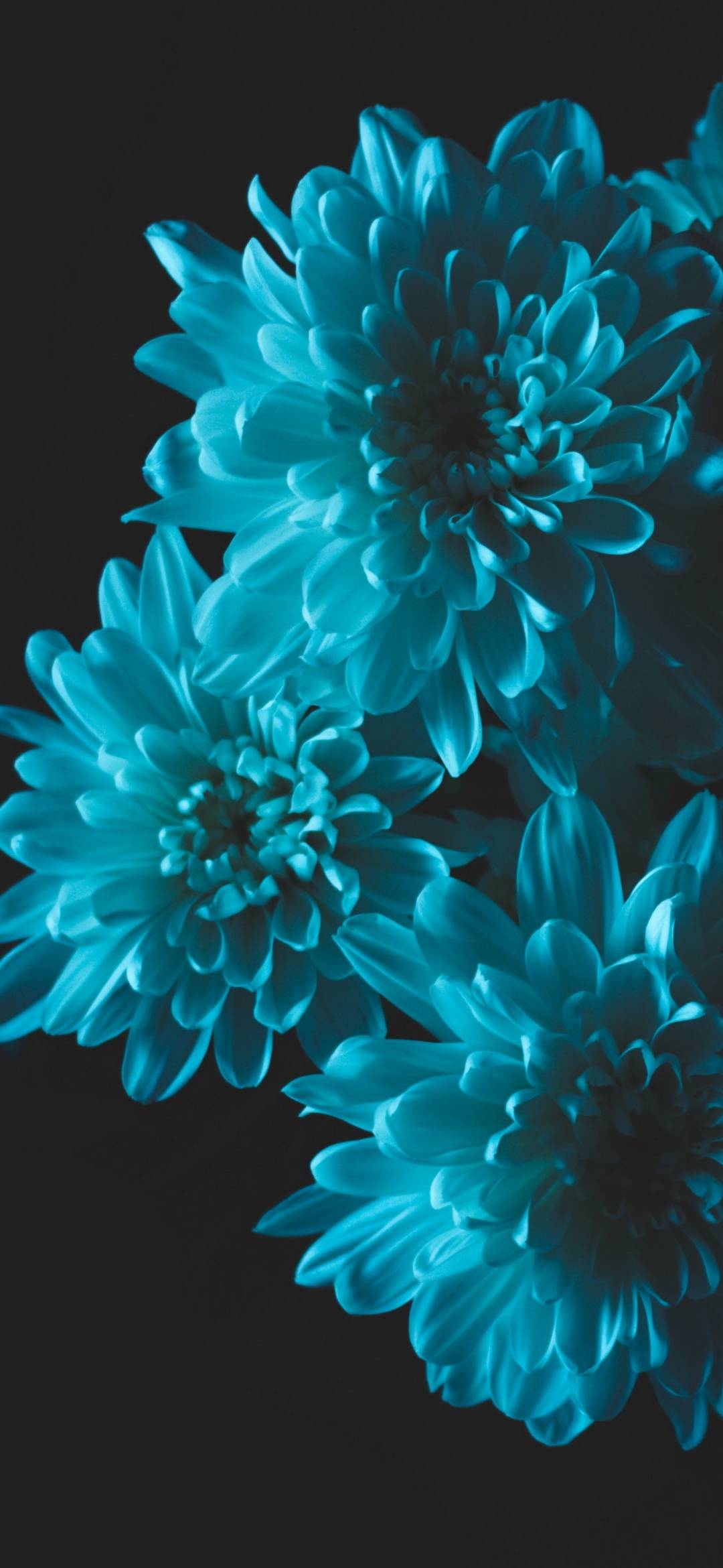 1080x2340 Flower Wallpaper HD for Phone