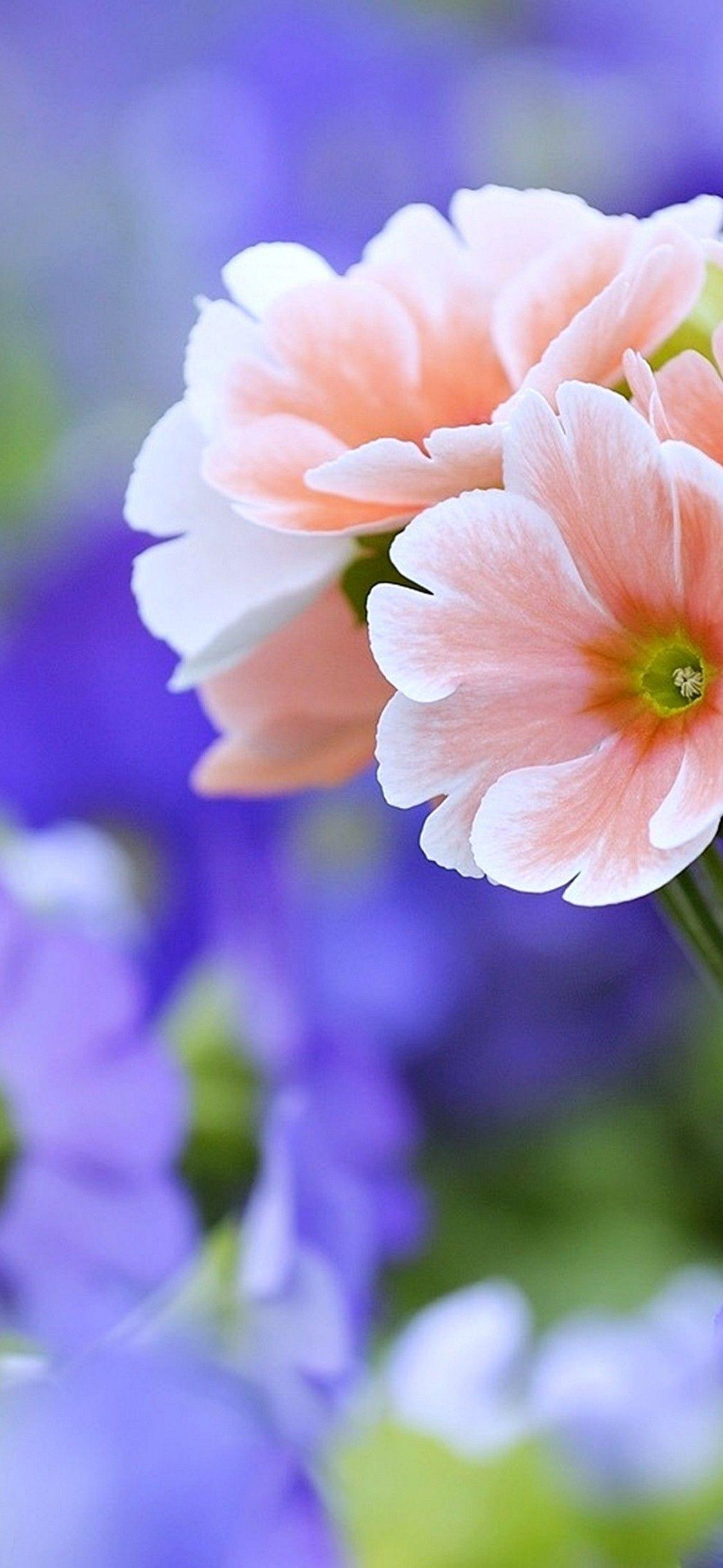 1125x2436 Beautiful Flowers Wallpaper - [1125x2436]