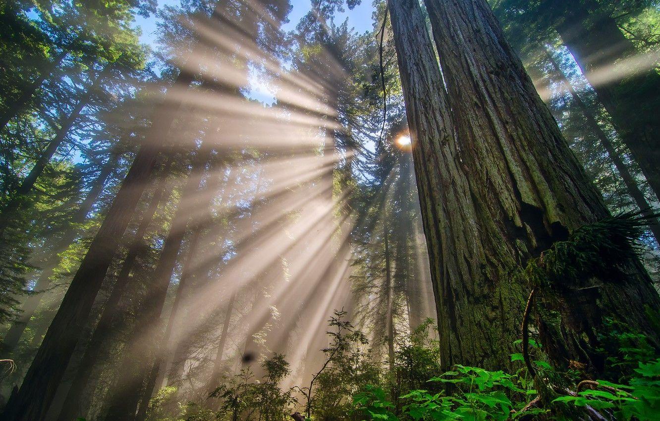 1332x850 Wallpaper forest, the sun, rays, light, trees, branches, Nature, CA, USA, Redwood national Park image for desktop, section природа