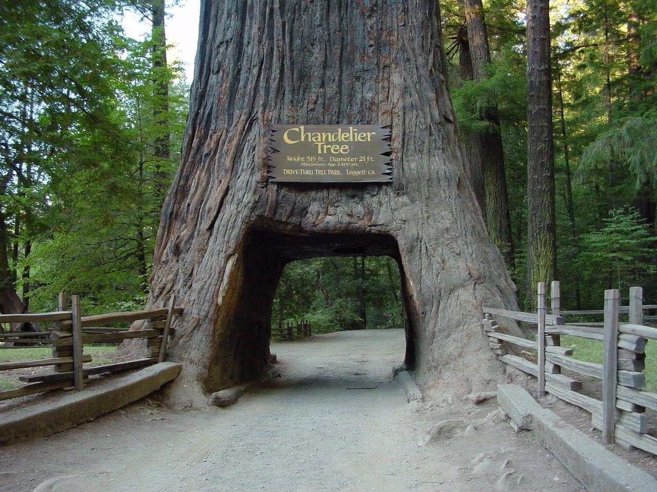 1280x960 Wallpaper Unlimited: Redwood National Park, California