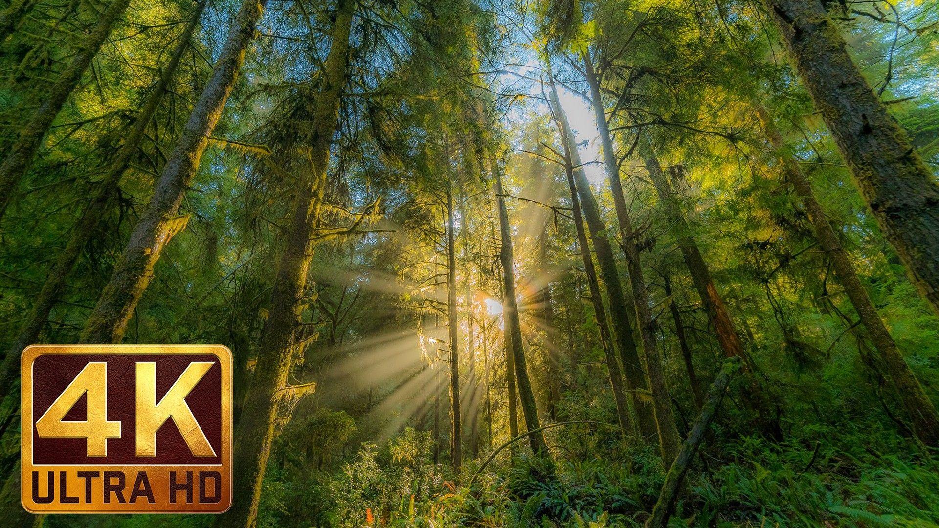 1920x1080 Free download Hatton Trail at Redwood National and State Park 4k Relax Video [1920x1080] for your Desktop, Mobile & Tablet. Explore Redwood National Park Wallpaper. Redwood National Park Wallpaper