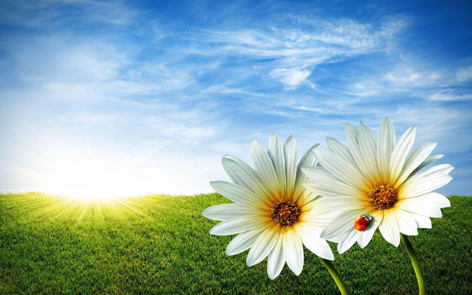 Flower Sunrise Wallpapers - Top Free Flower Sunrise Backgrounds -  WallpaperAccess