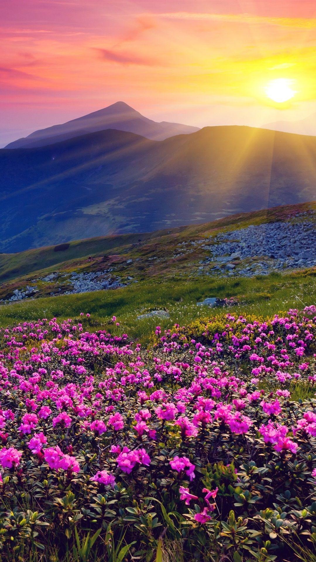 Flower Sunrise Wallpapers - Top Free Flower Sunrise Backgrounds ...