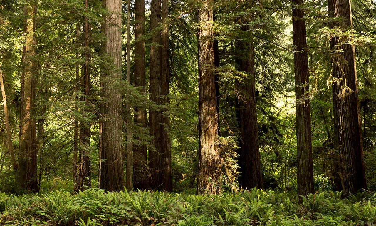 Redwood National Park Wallpapers - Top Free Redwood National Park ...