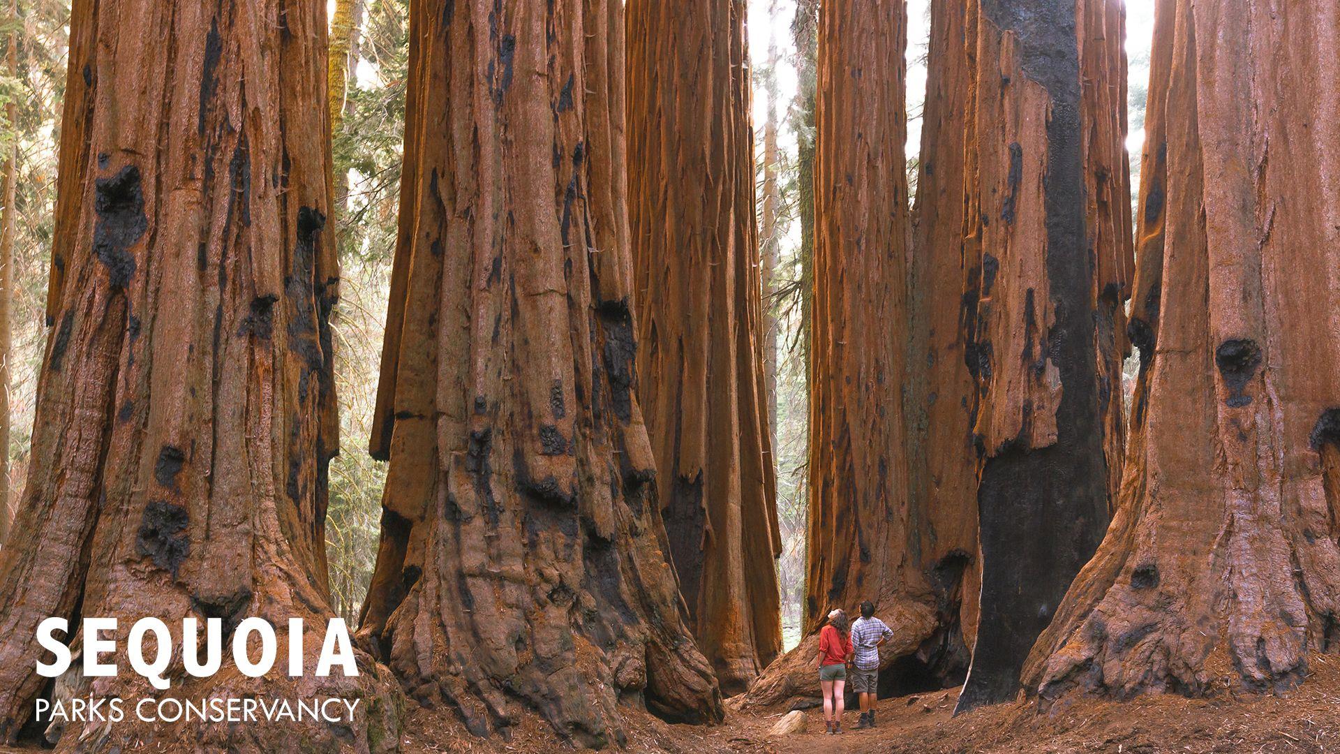 1920x1080 Photos and Fun PARKS CONSERVANCY