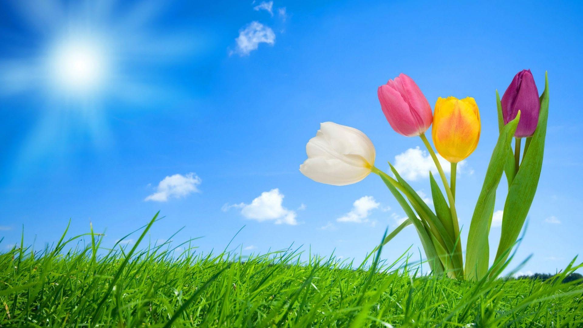 1920x1080 Free download Good morning sunrise flowers HD Wallpaper Rocks [1920x1200] for your Desktop, Mobile & Tablet. Explore April Wallpaper Free. Free April 2016 Wallpaper, April Wallpaper, April Fools Wallpaper for Desktop