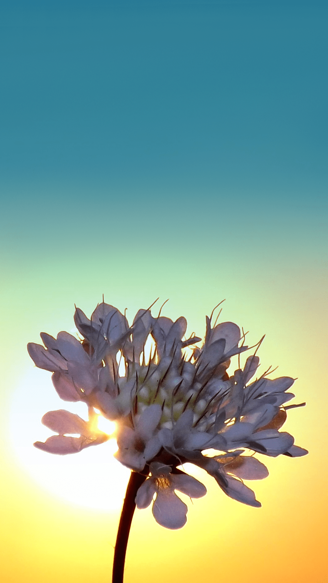 Flower Sunrise Wallpapers Top Free Flower Sunrise Backgrounds WallpaperAccess