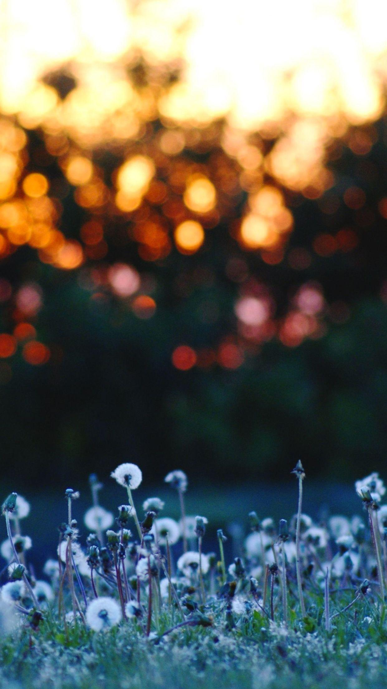1242x2208 Flower sunrise Wallpaper for iPhone Pro Max, X, 6