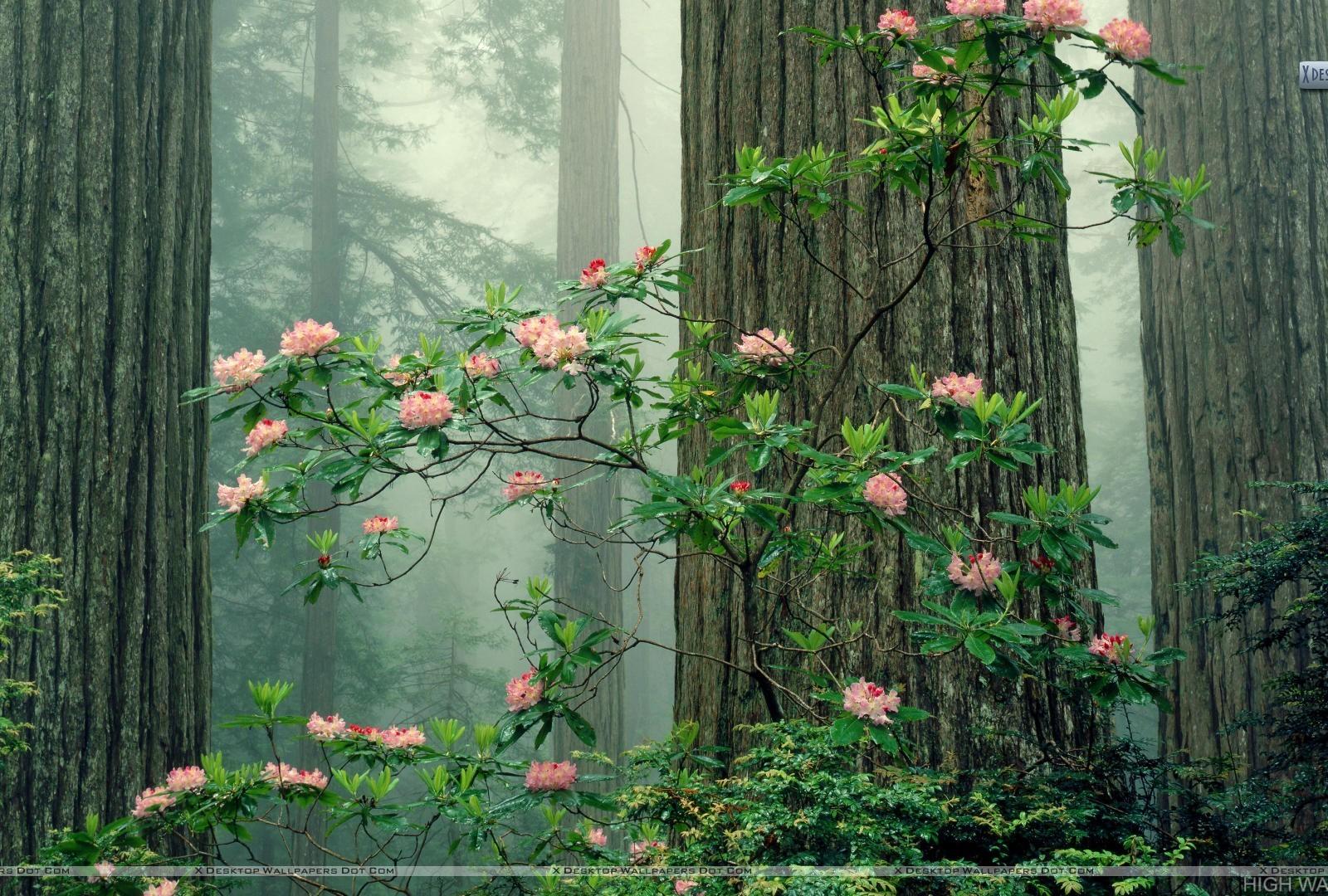 1600x1080 Rhododendrons in Bloom Redwood National Park California HD Wallpaper