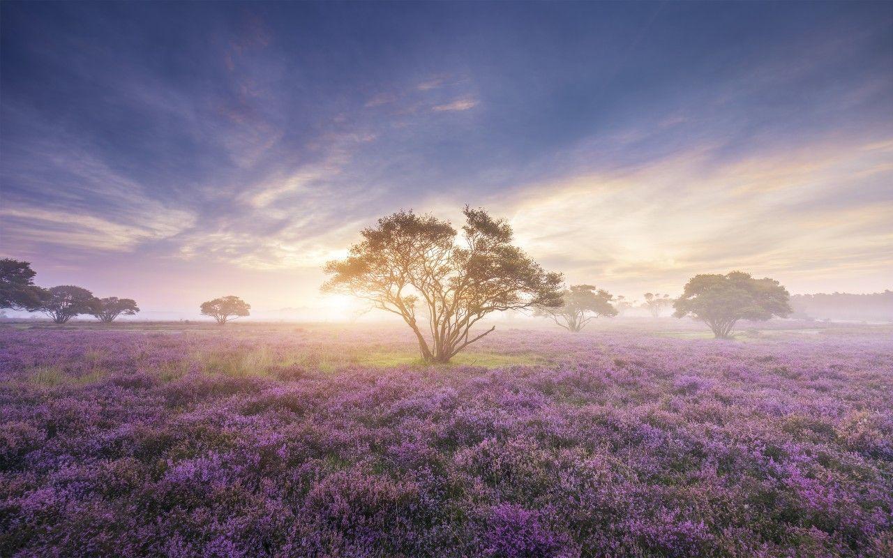 1280x800 Spring 4K Wallpaper, Sunrise, Bloom, Purple flowers, Heath, Nature