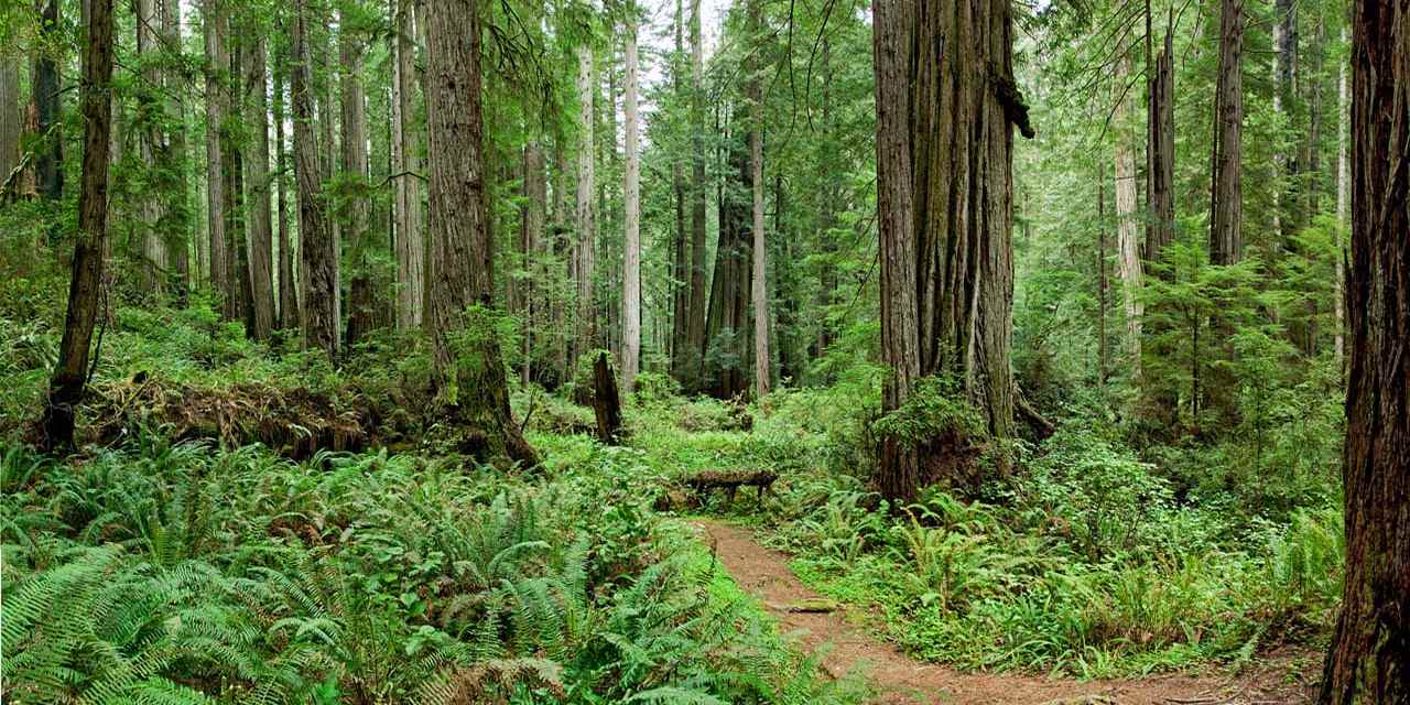 1280x640 Spotlight: Redwood National & State Parks