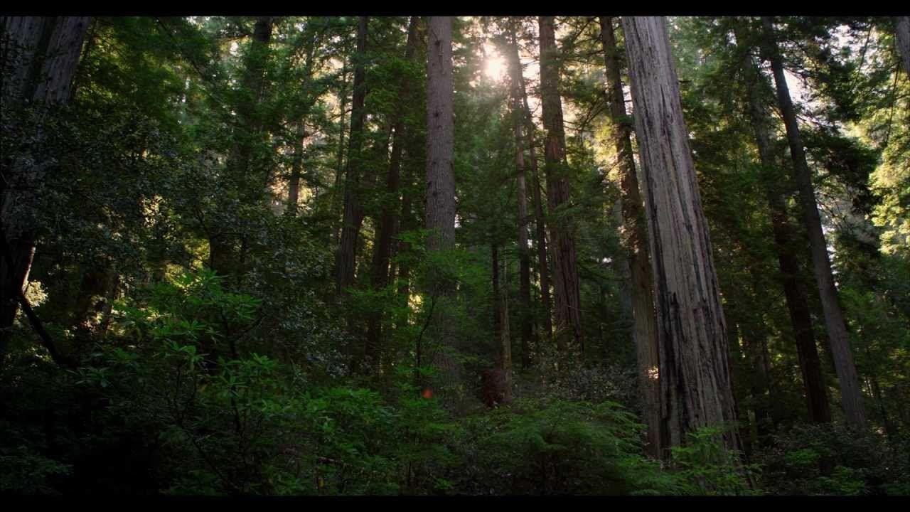 1280x720 REDWOOD NATIONAL PARK IN 4K (Ultra HD)