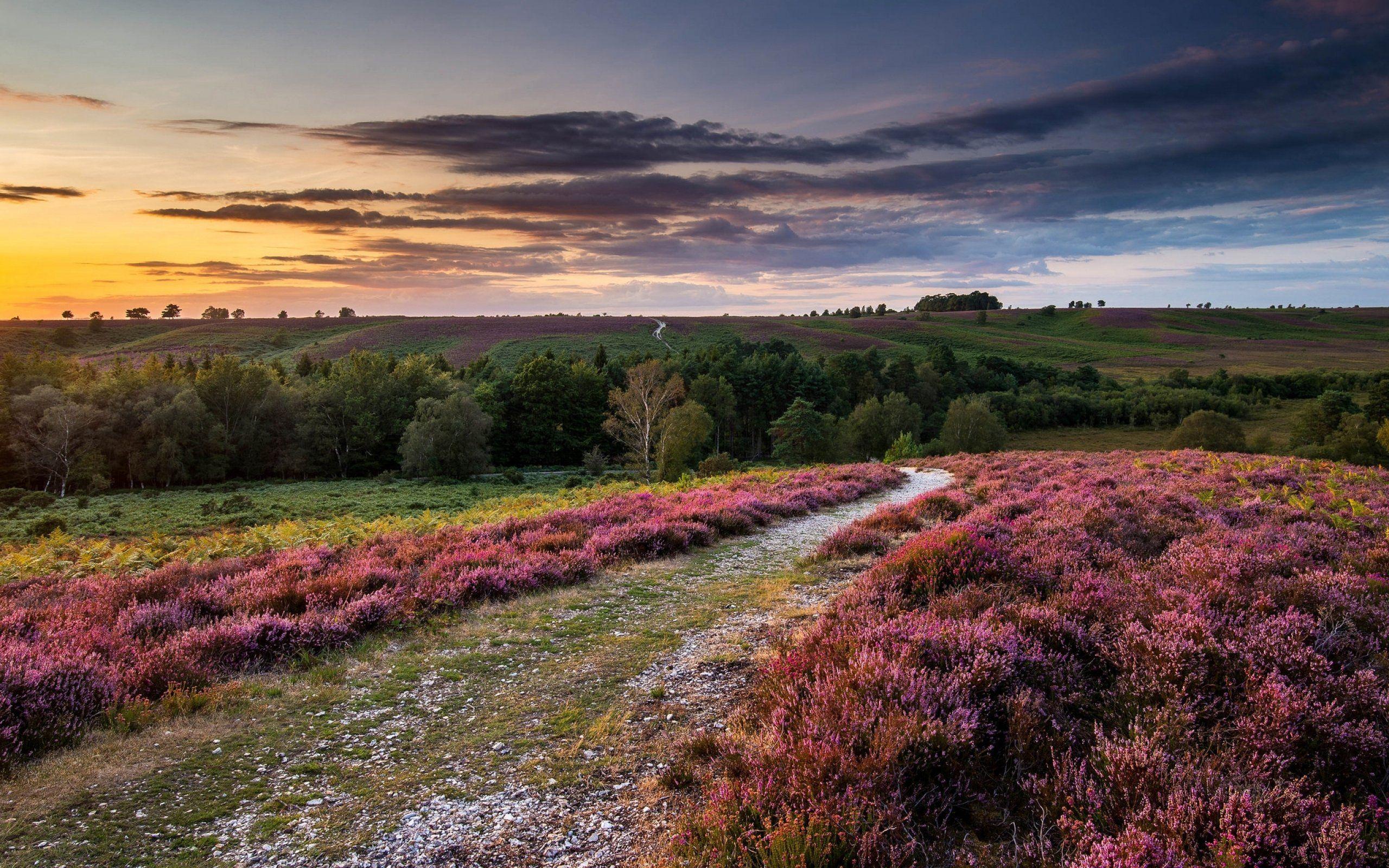 2560x1600 lavender, Nature, Landscape, Flowers, Flower, Sunset, Sunrise, Road, Path, Trail, Hills Wallpaper HD / Desktop and Mobile Background