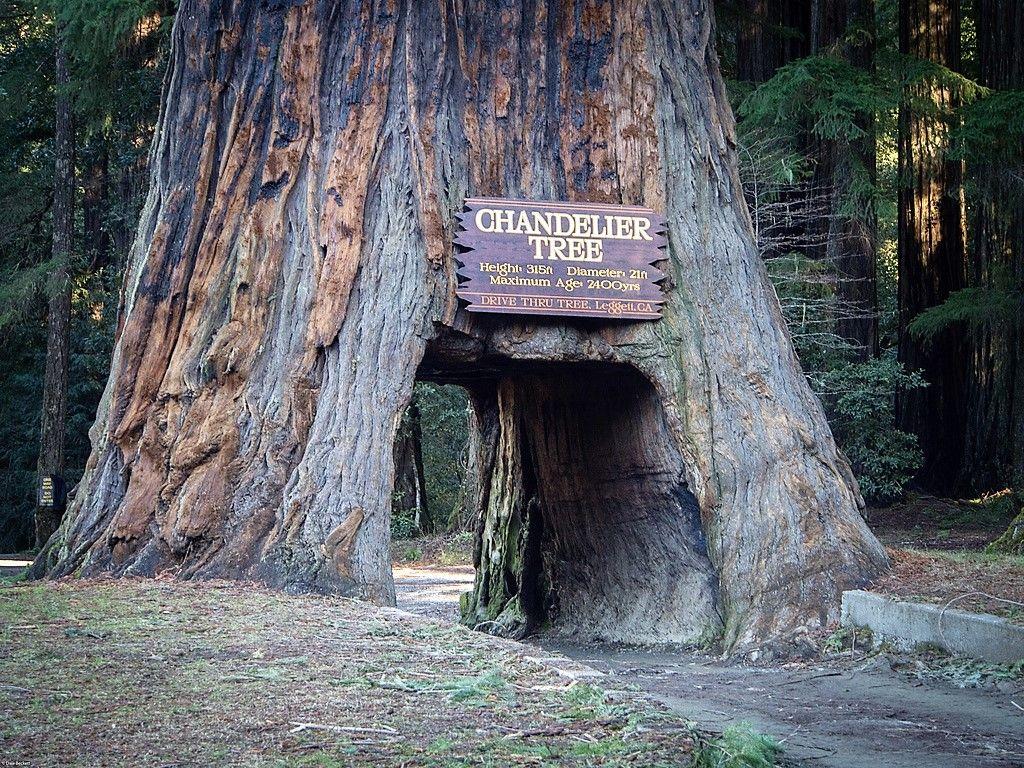 Redwood National Park Wallpapers - Top Free Redwood National Park ...