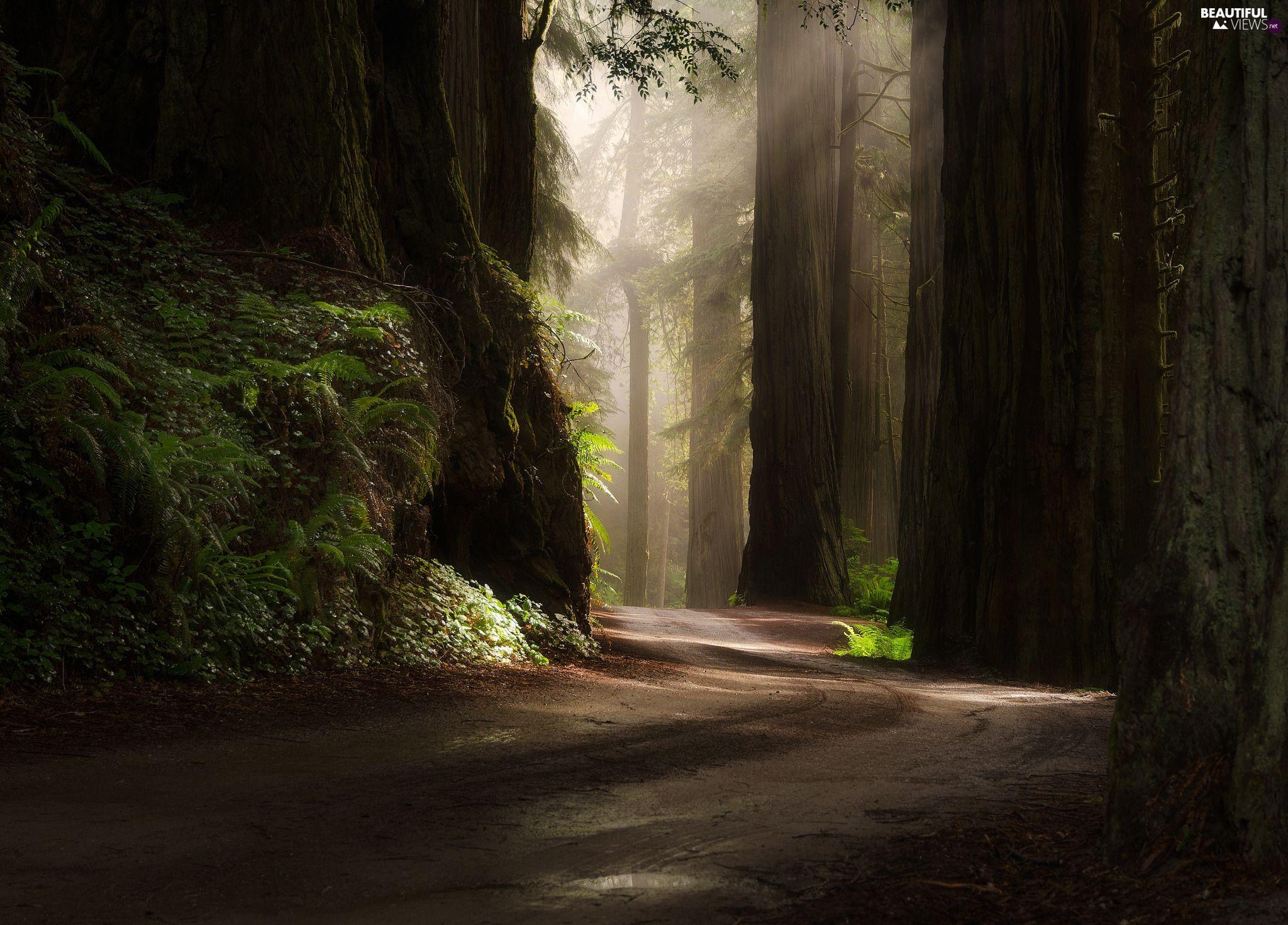 Redwood National Park Wallpapers - Top Free Redwood National Park