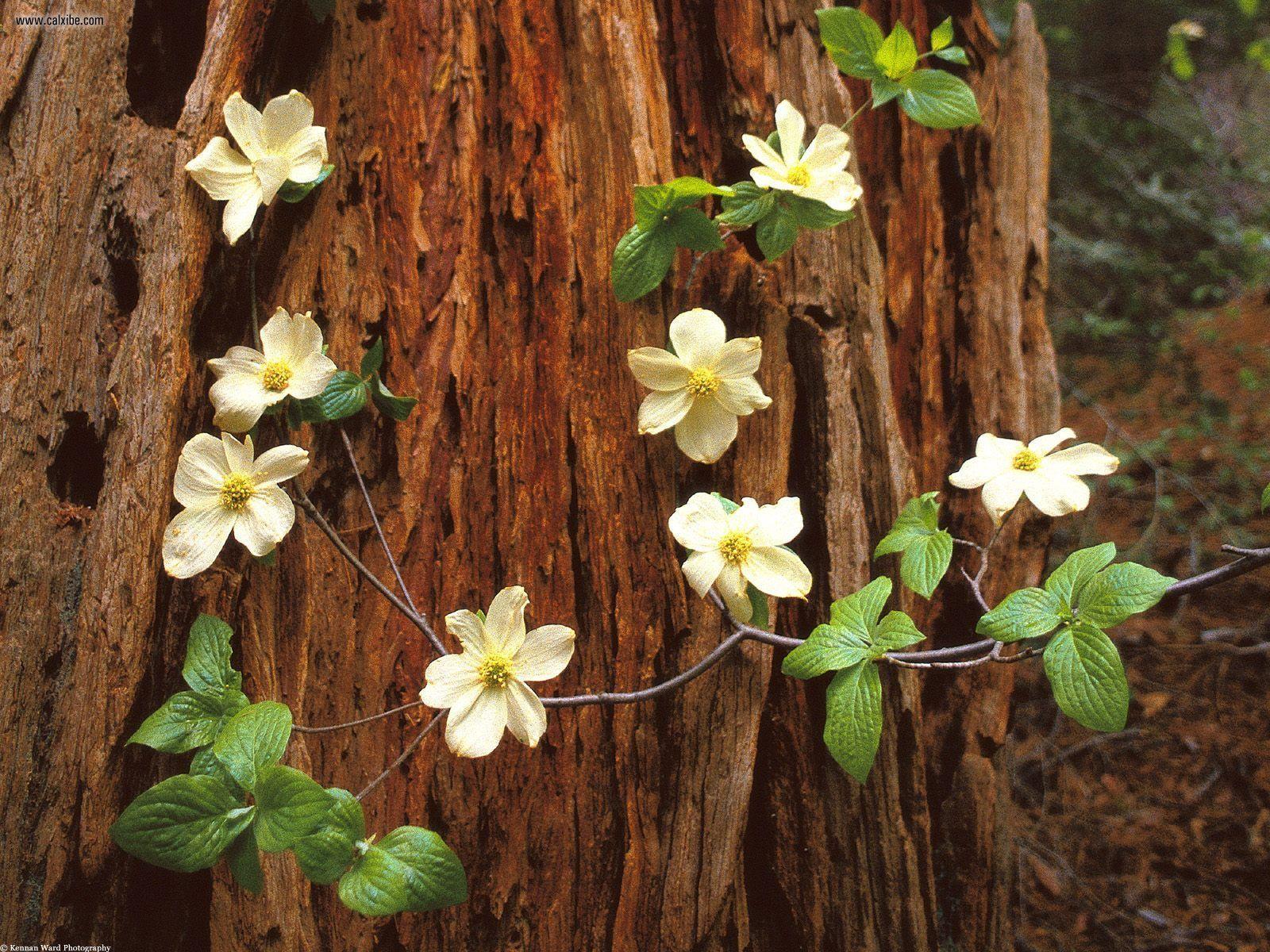 1600x1200 Nature: Pacific Dogwood Redwood National Park California, picture nr. 21687