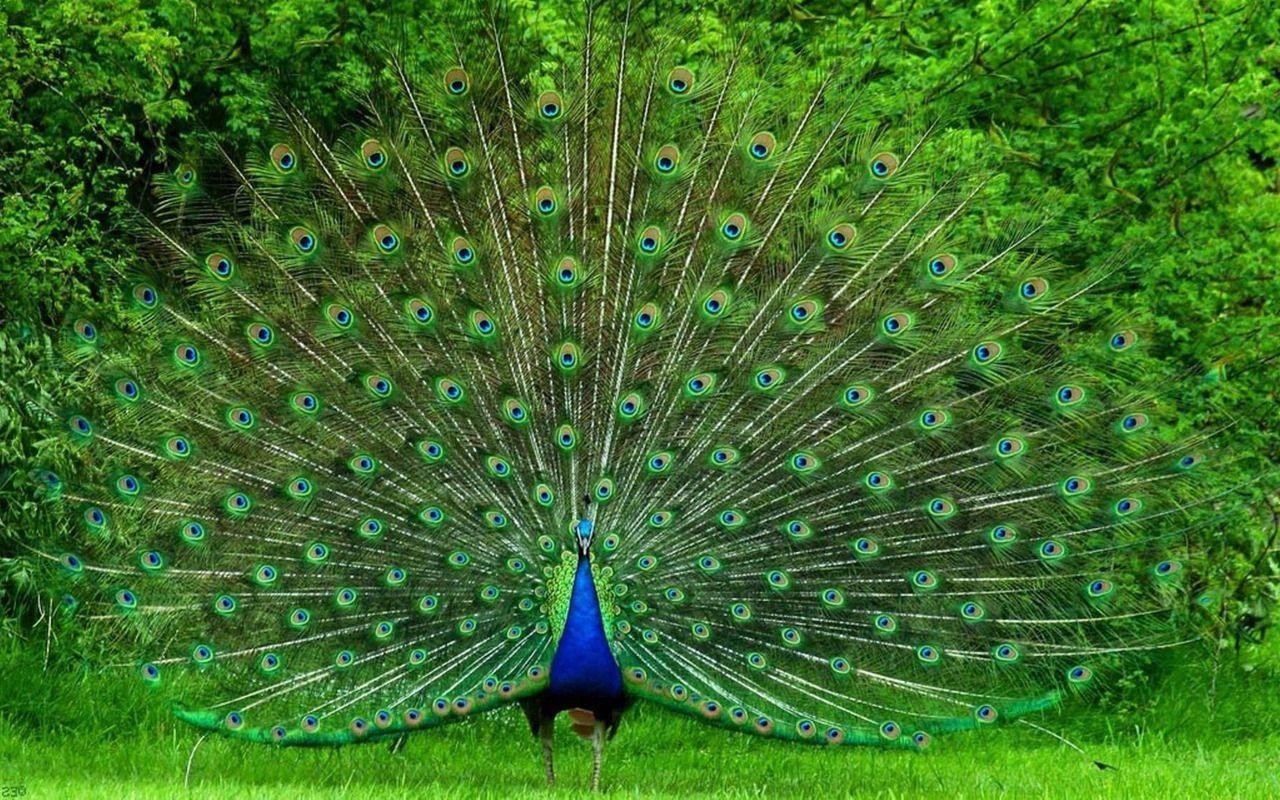 Peafowl Wallpapers - Top Free Peafowl Backgrounds - WallpaperAccess