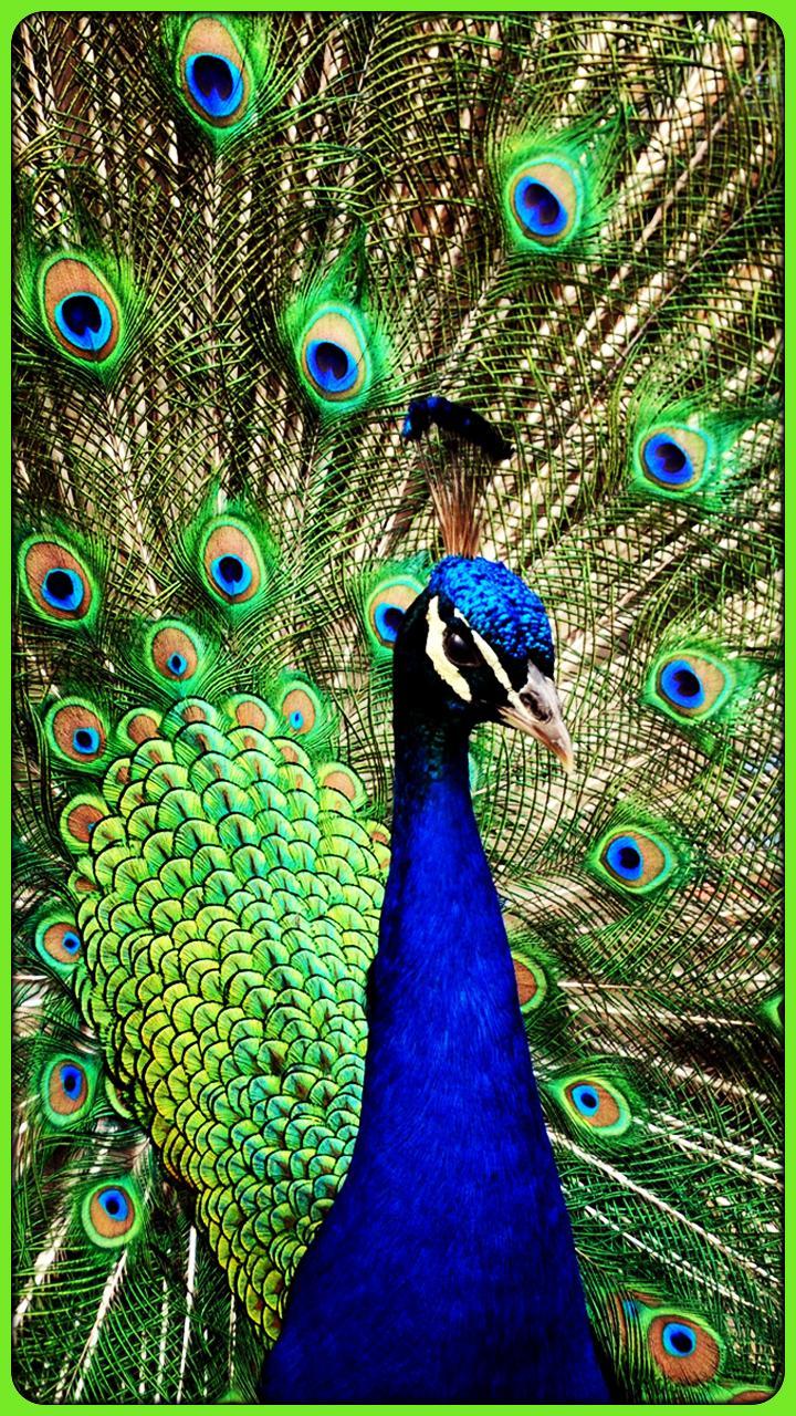 Peafowl Wallpapers - Top Free Peafowl Backgrounds - WallpaperAccess