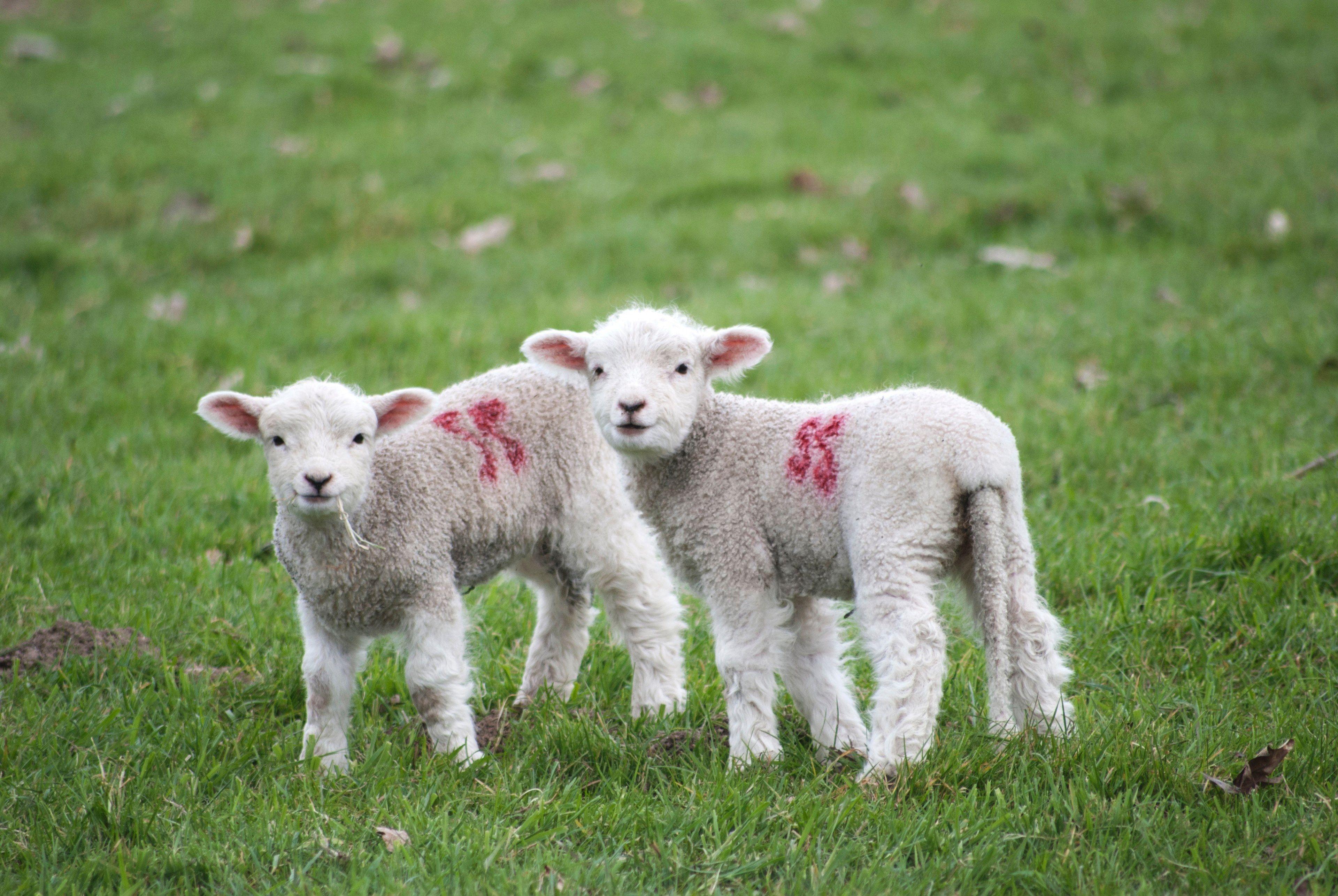 Baby Sheep Wallpapers Top Free Baby Sheep Backgrounds WallpaperAccess