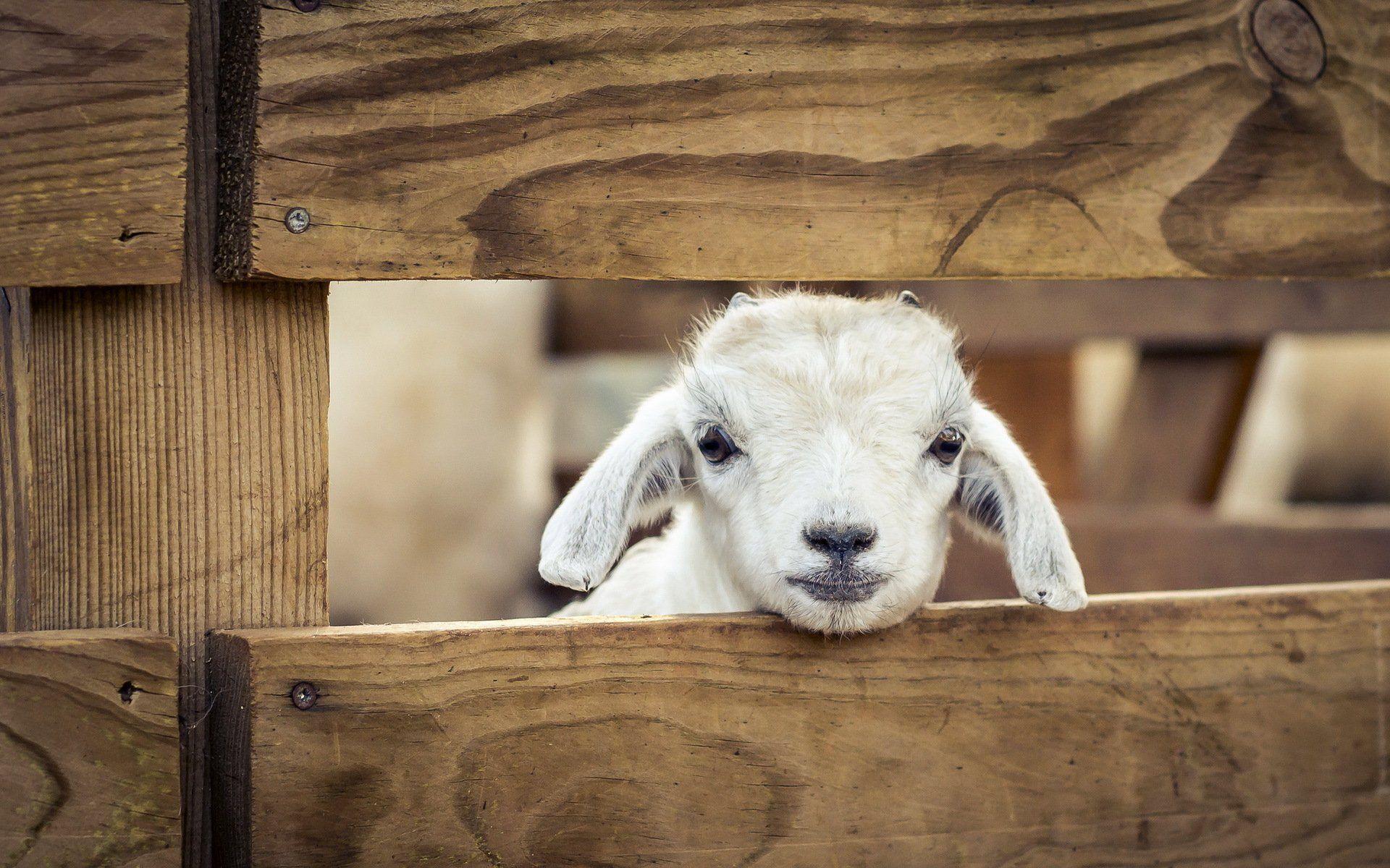 1920x1200 other, Pets, Sheep, Animals, Lamb, Baby Wallpaper HD / Desktop and Mobile Background