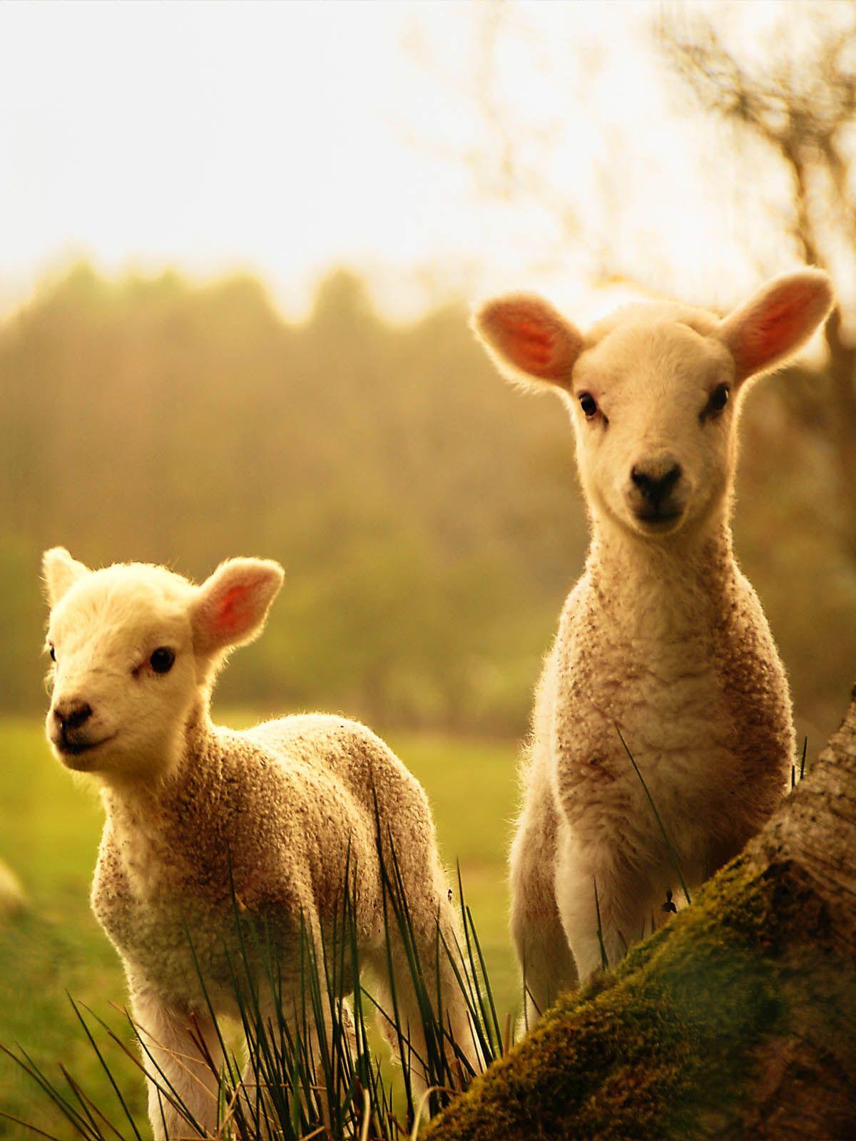 1200x1600 Adorable Baby Sheep 4K Ultra HD Mobile Wallpaper