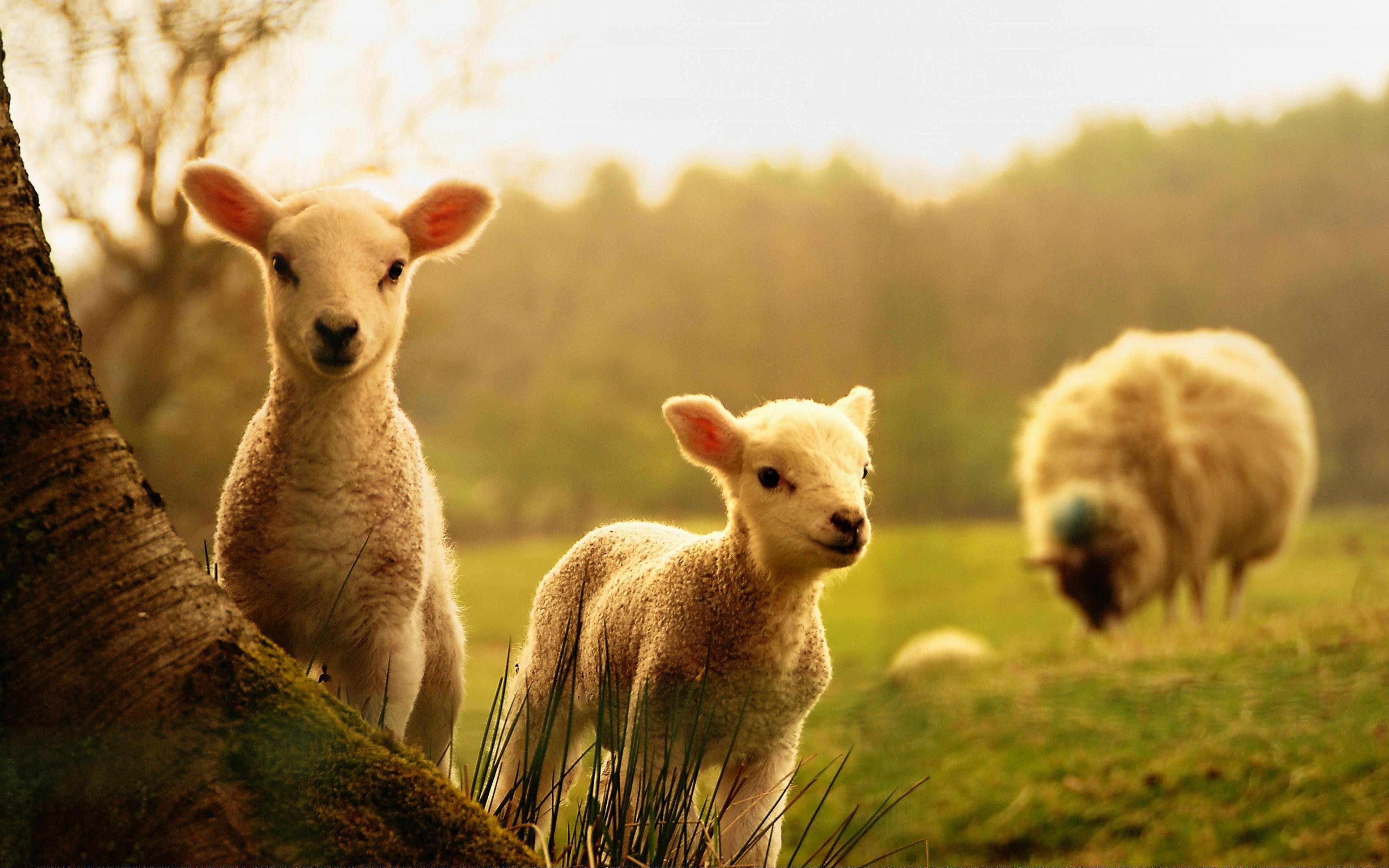 3840x2400 Sheep Wallpaper
