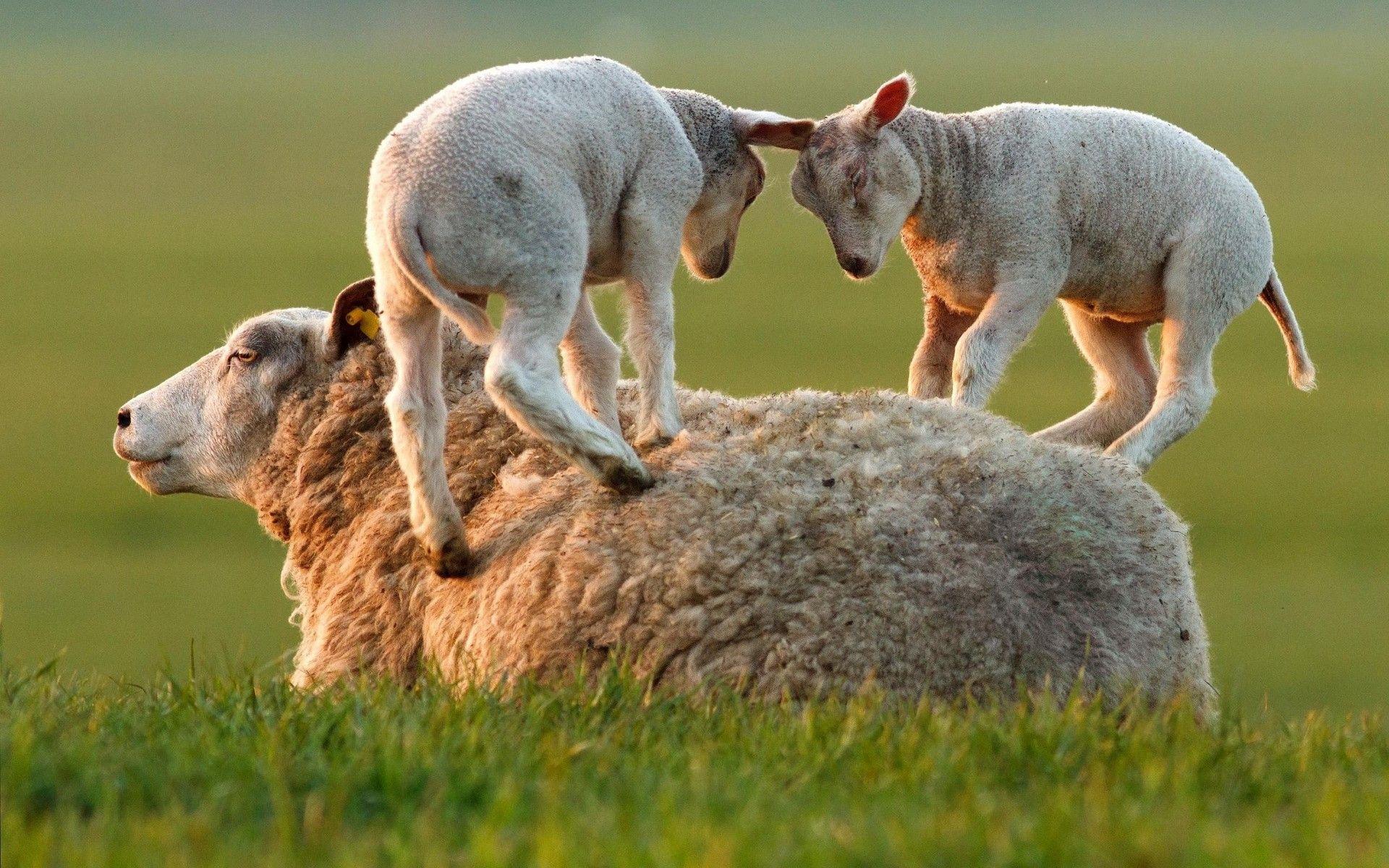 1920x1200 #baby animals, #lamb, #animals, #sheep, wallpaper. Mocah.org HD Desktop Wallpaper