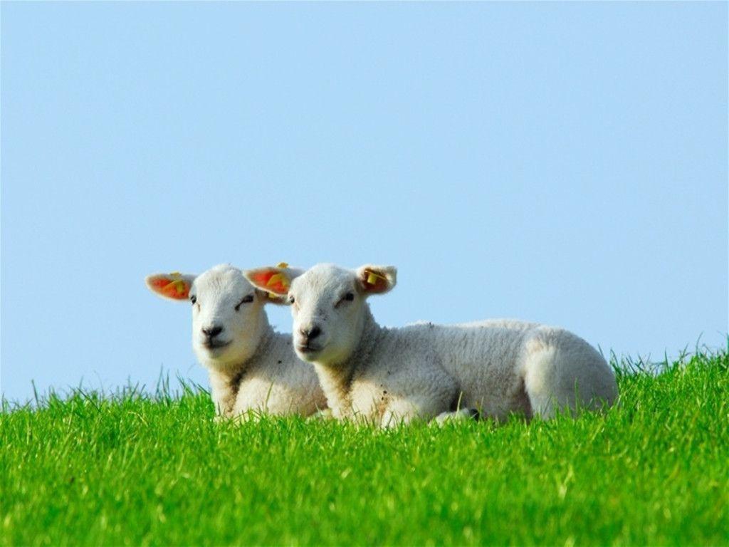 1024x768 Sheep Wallpaper