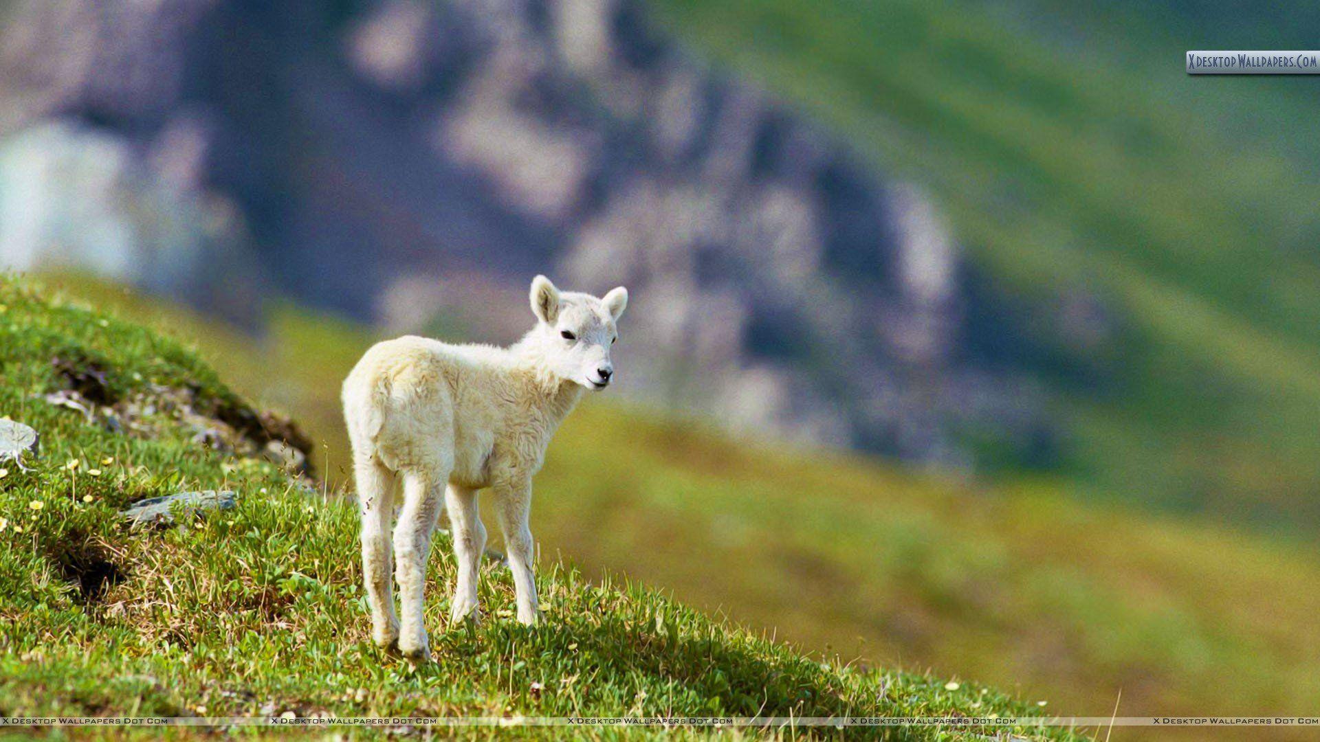 1920x1080 Sheep Wallpaper FREE Picture