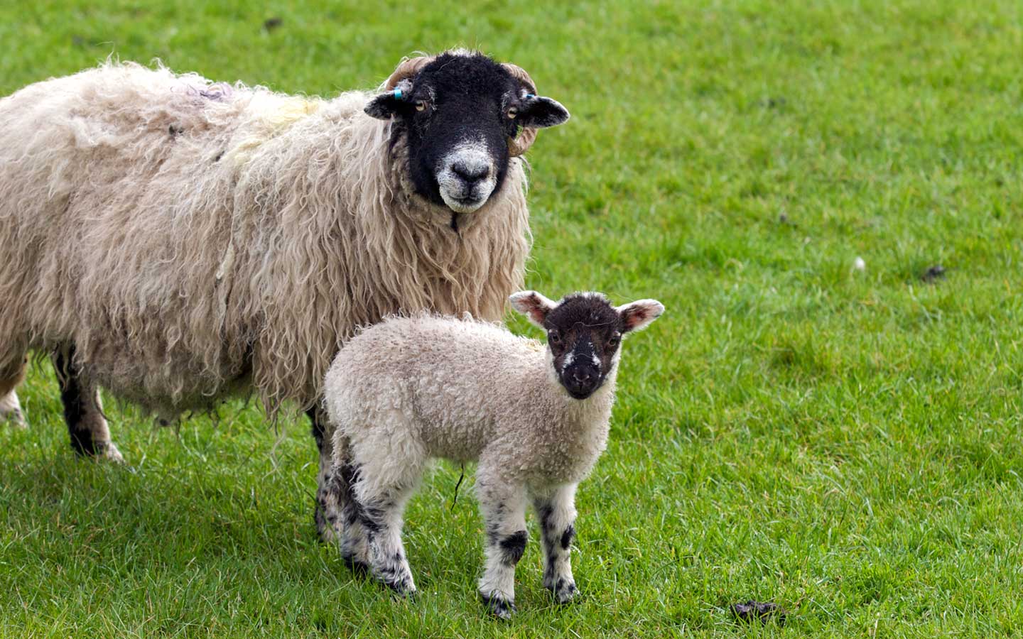 1440x900 Sheep And Lamb HD Wallpaper