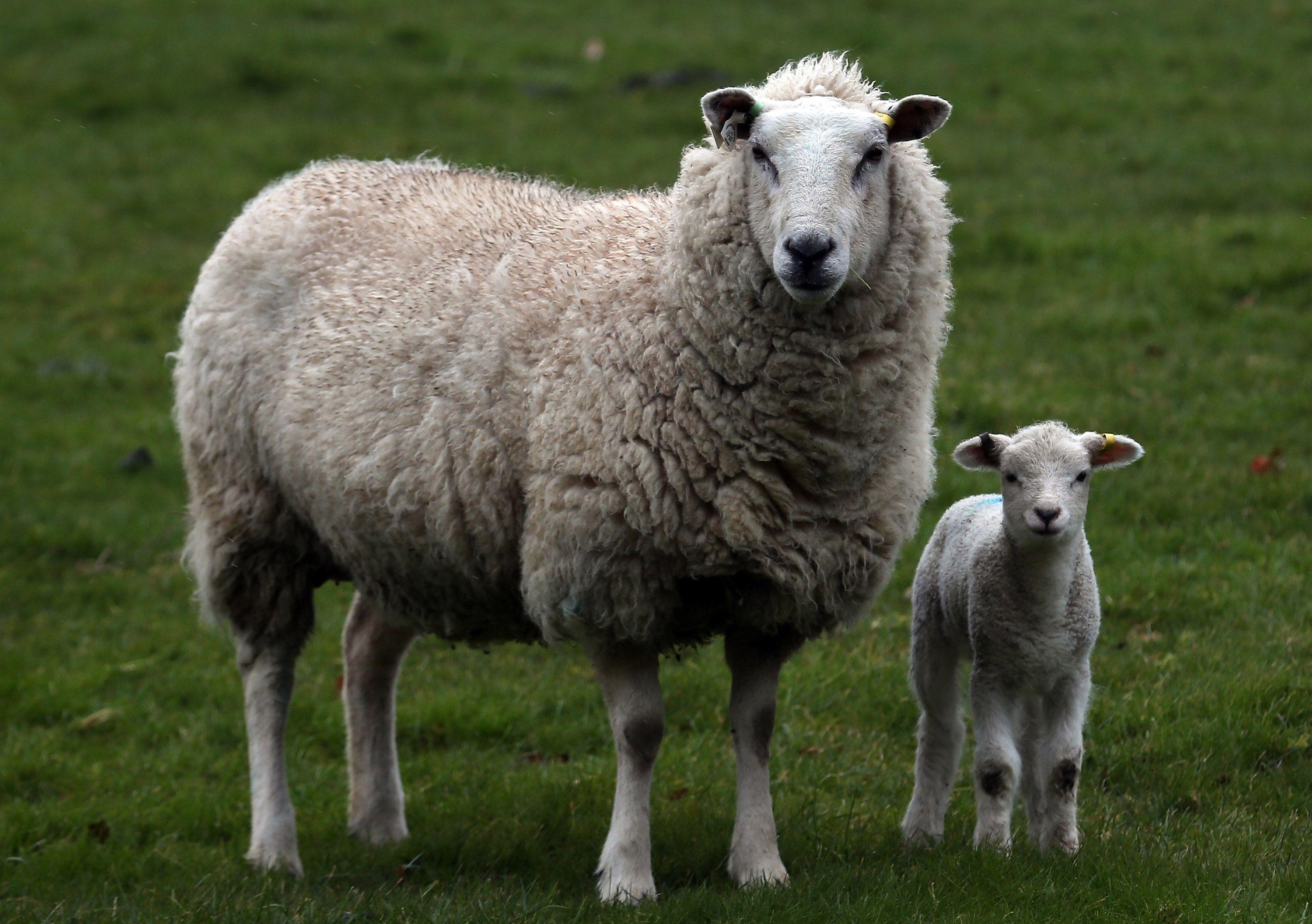 3000x2112 Baby Sheep and its Mother at Pasture # 3000x2112. All For Desktop