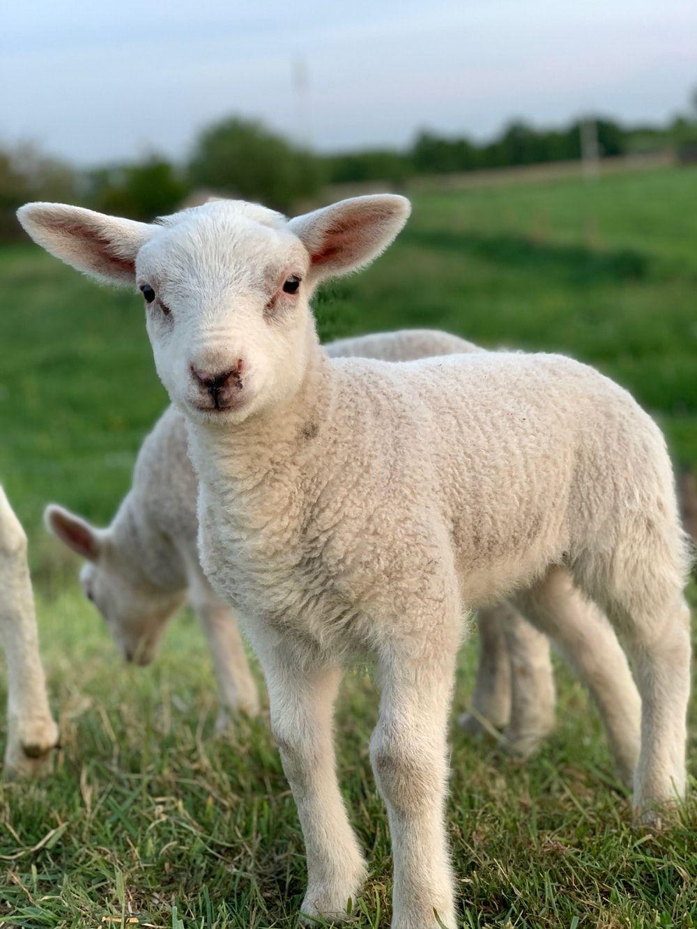 1000x1333 Lamb Picture [HQ]. Download Free Image