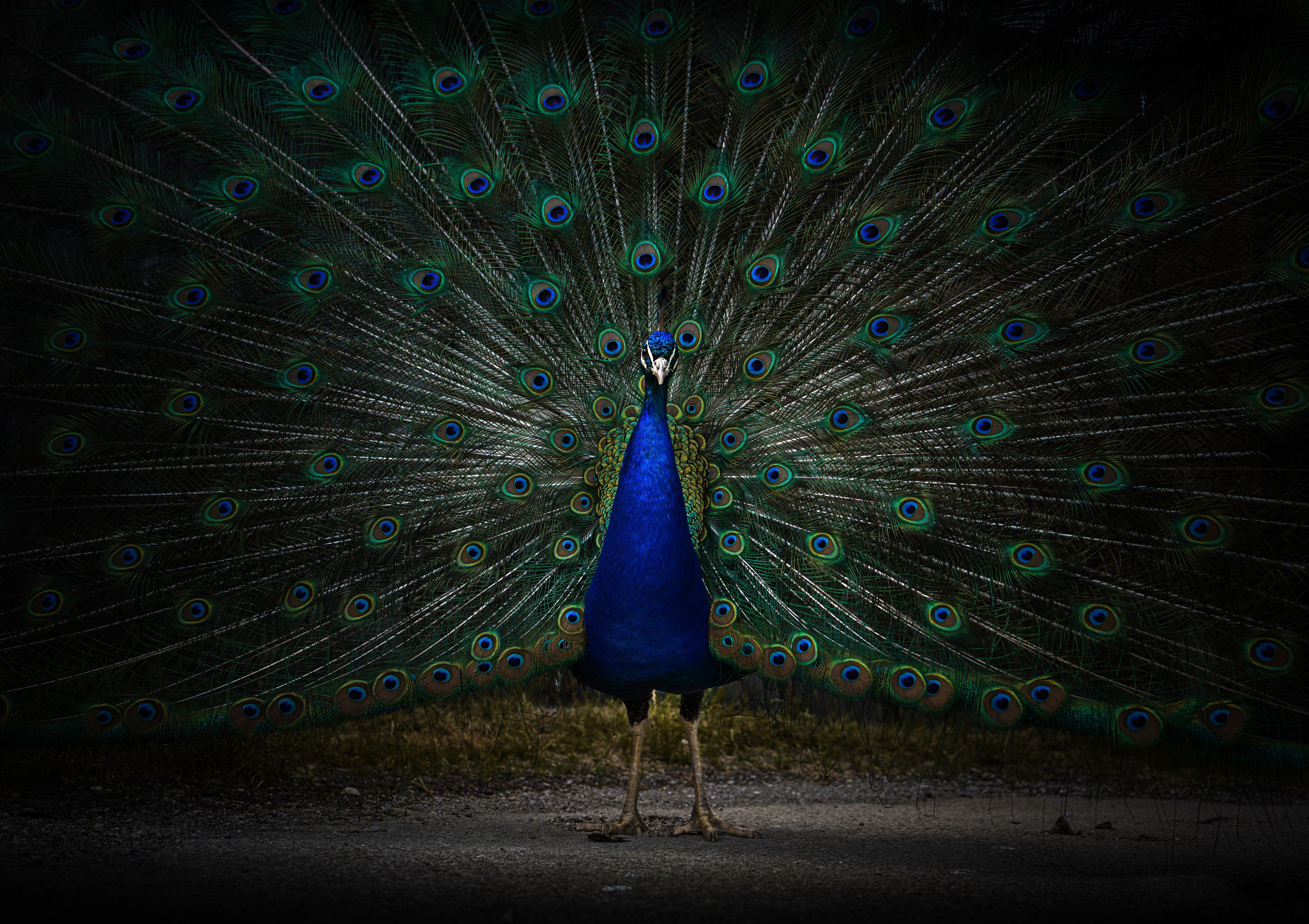 Black Peacock Wallpapers - Top Free Black Peacock Backgrounds -  WallpaperAccess